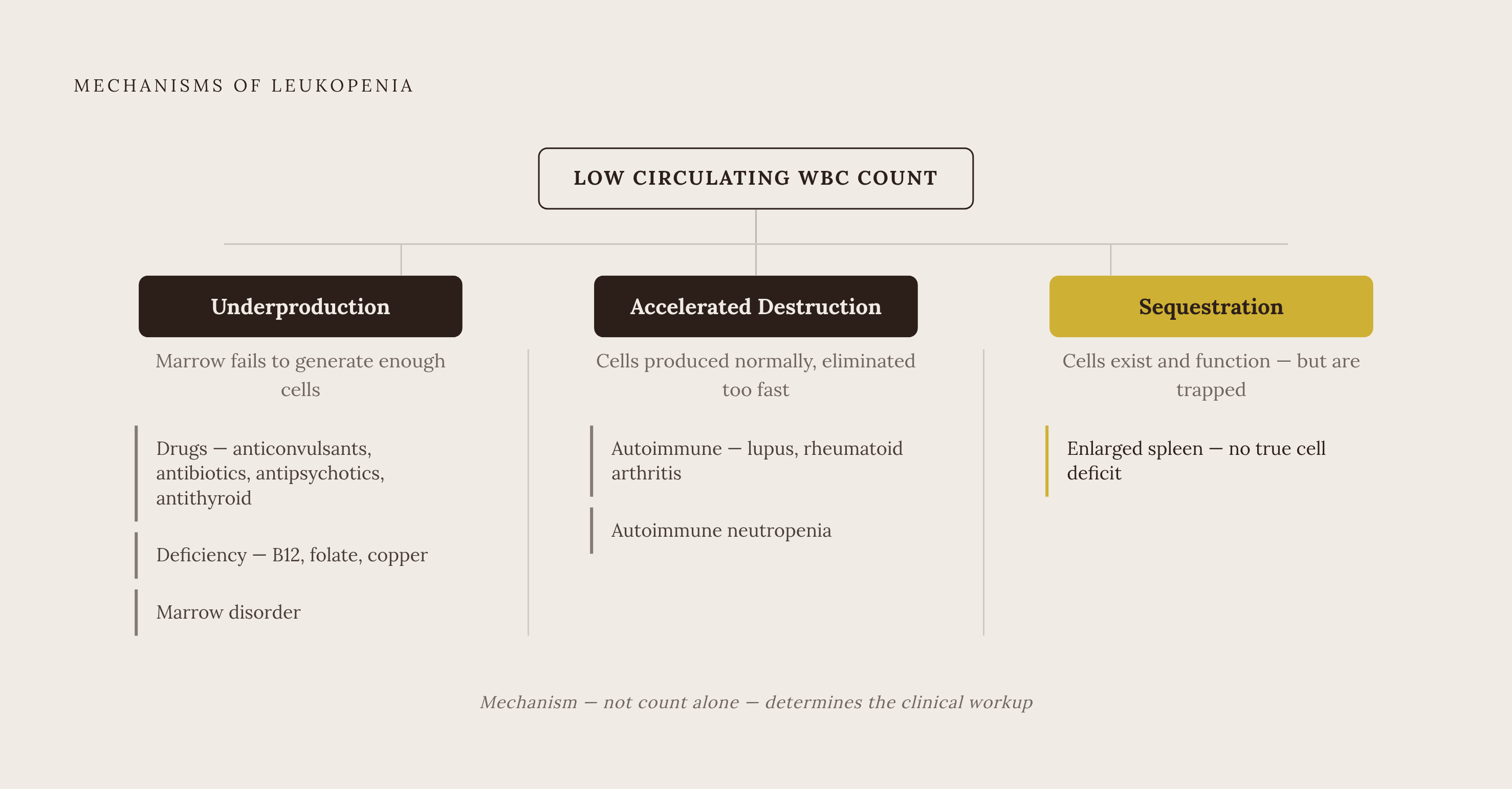 Diagram: Three Mechanisms That Drive WBC Count Down. Visualizes: Visualize the three biological failures behind leukopenia as a stepped or branching flow: (1) Underproduction — bone marrow fails to make enough cells, caused by drugs…