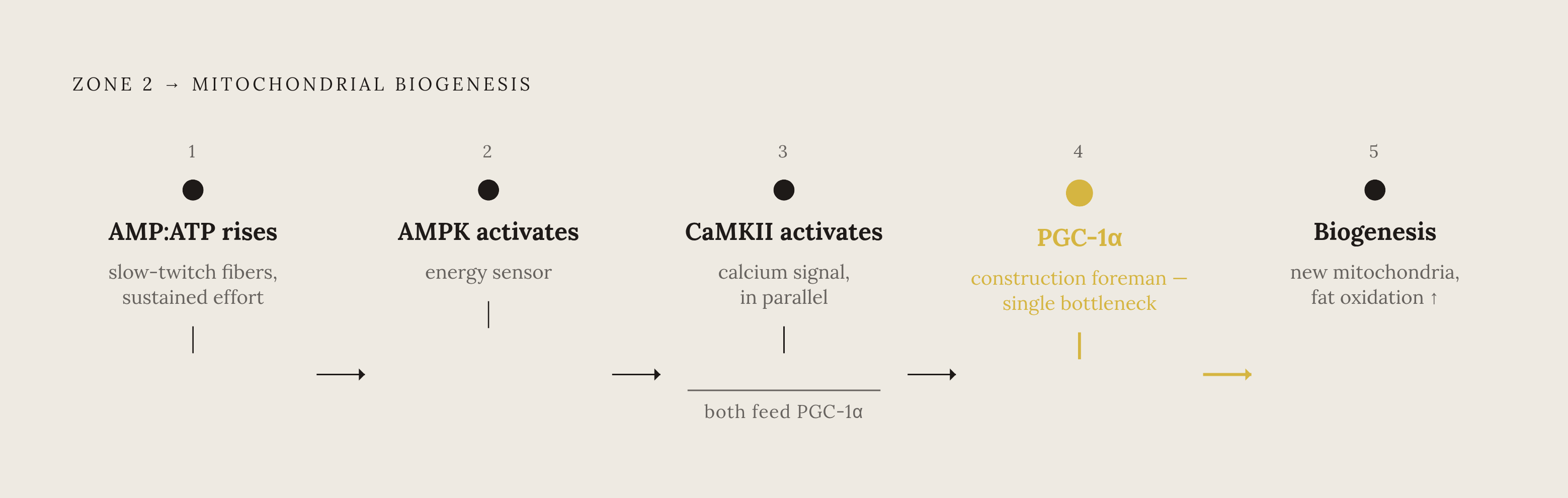 Diagram: The Cellular Chain: From Exercise to New Mitochondria. Visualizes: Illustrate the step-by-step signaling cascade that connects Zone 2 exercise to mitochondrial growth, using the five named stages in the article: (1) sustained aerobic work…