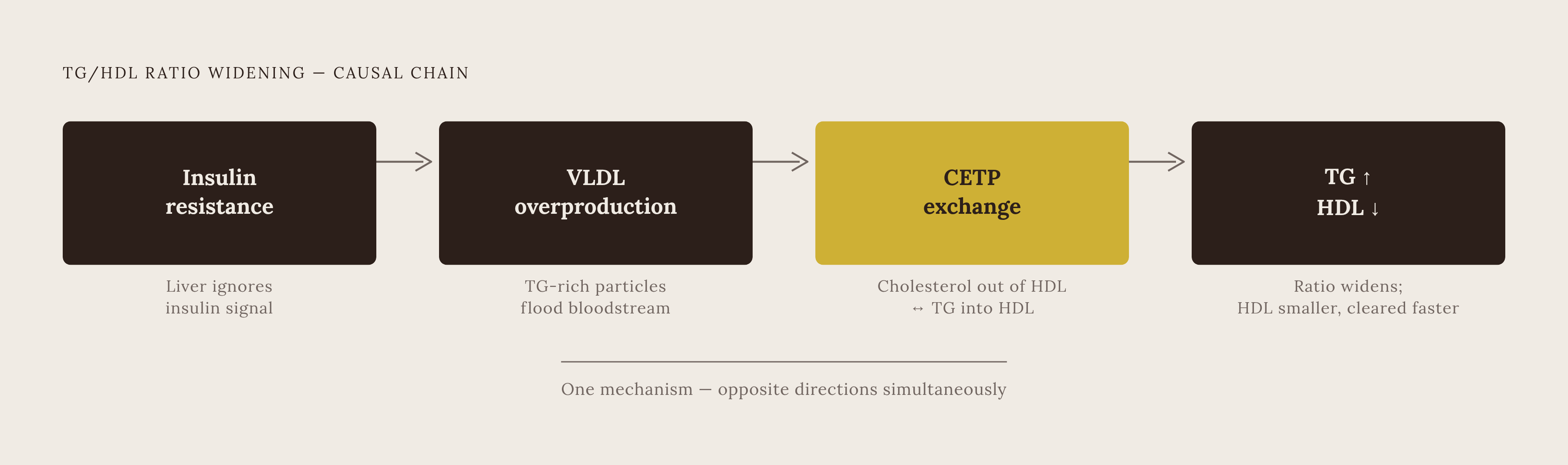 Diagram: How Rising VLDL Collapses HDL: The CETP Exchange. Visualizes: Illustrate the two-step biological chain that widens the TG/HDL ratio under insulin resistance.