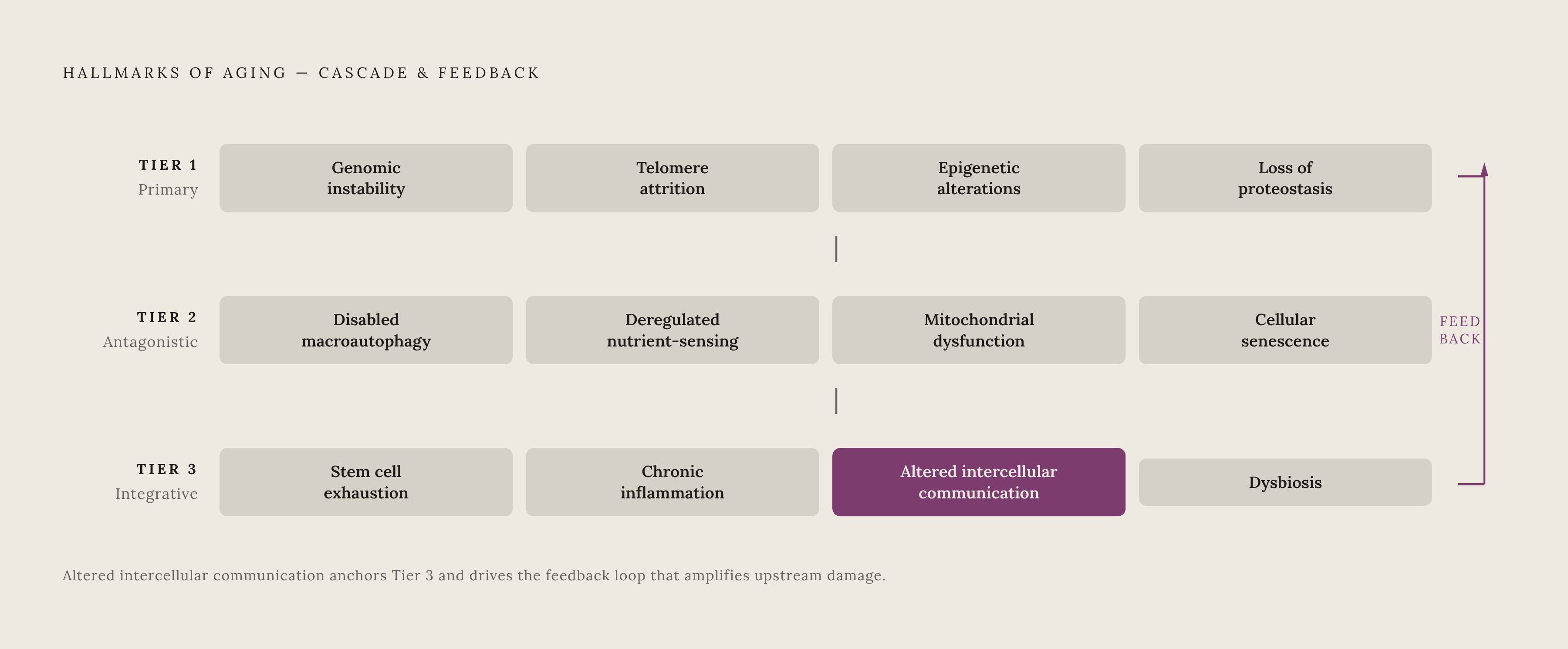 Diagram: The Three Layers of Aging's 12 Hallmarks. Visualizes: Visualize the 12 hallmarks of aging arranged into three distinct tiers, showing how damage flows from primary to antagonistic to integrative.