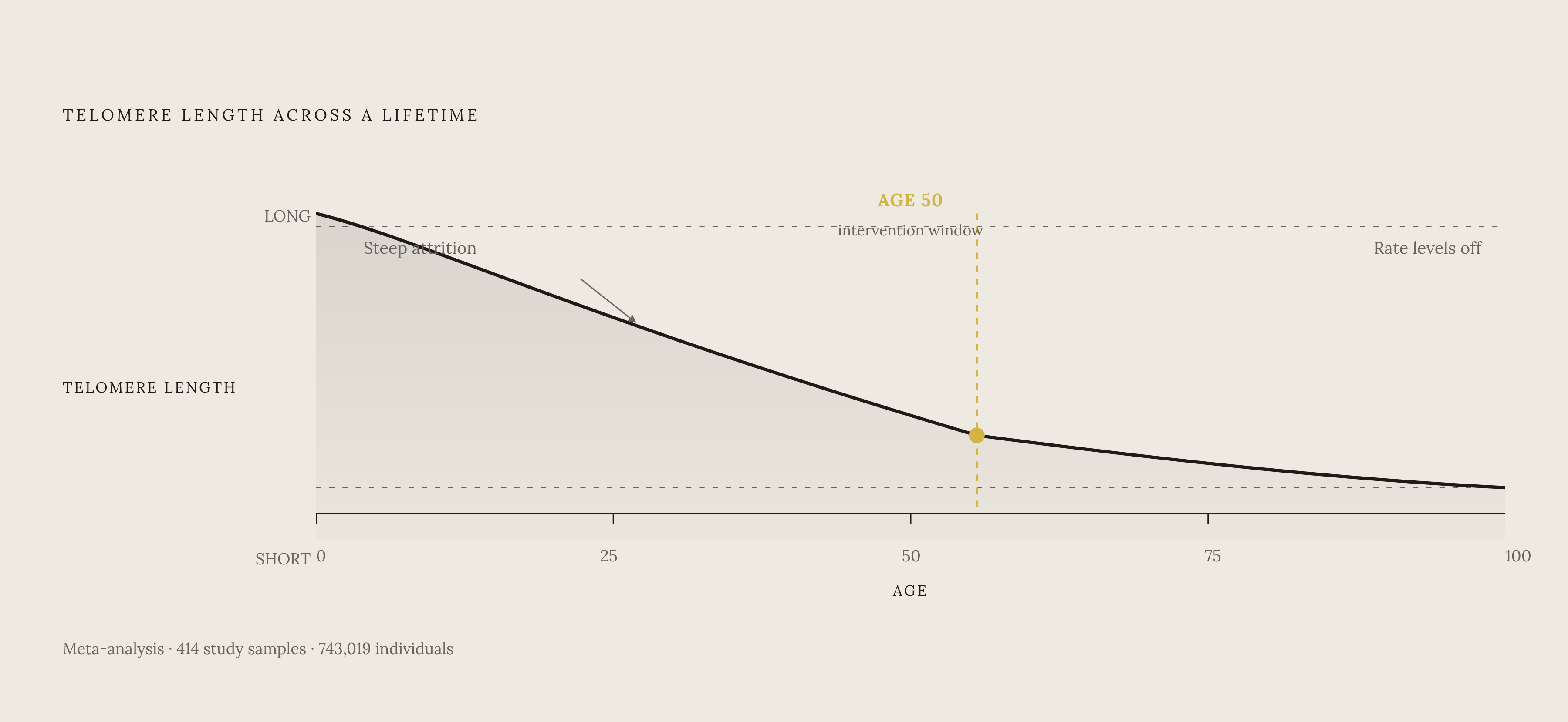 Diagram: Telomere Attrition Peaks Before 50 — Then Flattens. Visualizes: Show the non-linear rate of telomere shortening across a lifetime, based on a meta-analysis of 414 study samples and 743,019 individuals: attrition is steepest from early life…