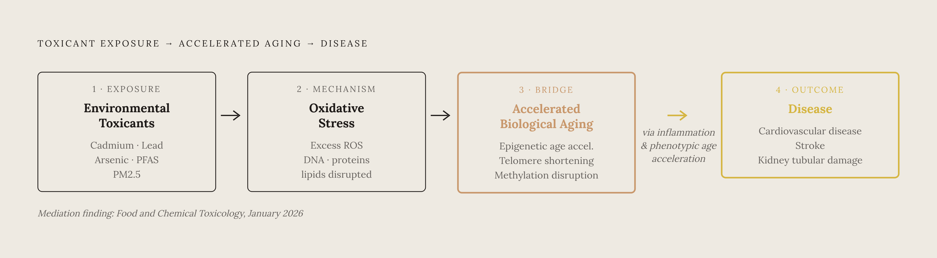 Diagram: From Exposure to Disease: The Biological Aging Pathway. Visualizes: Visualize a linear causal chain showing how environmental toxicants drive biological aging toward disease outcomes.
