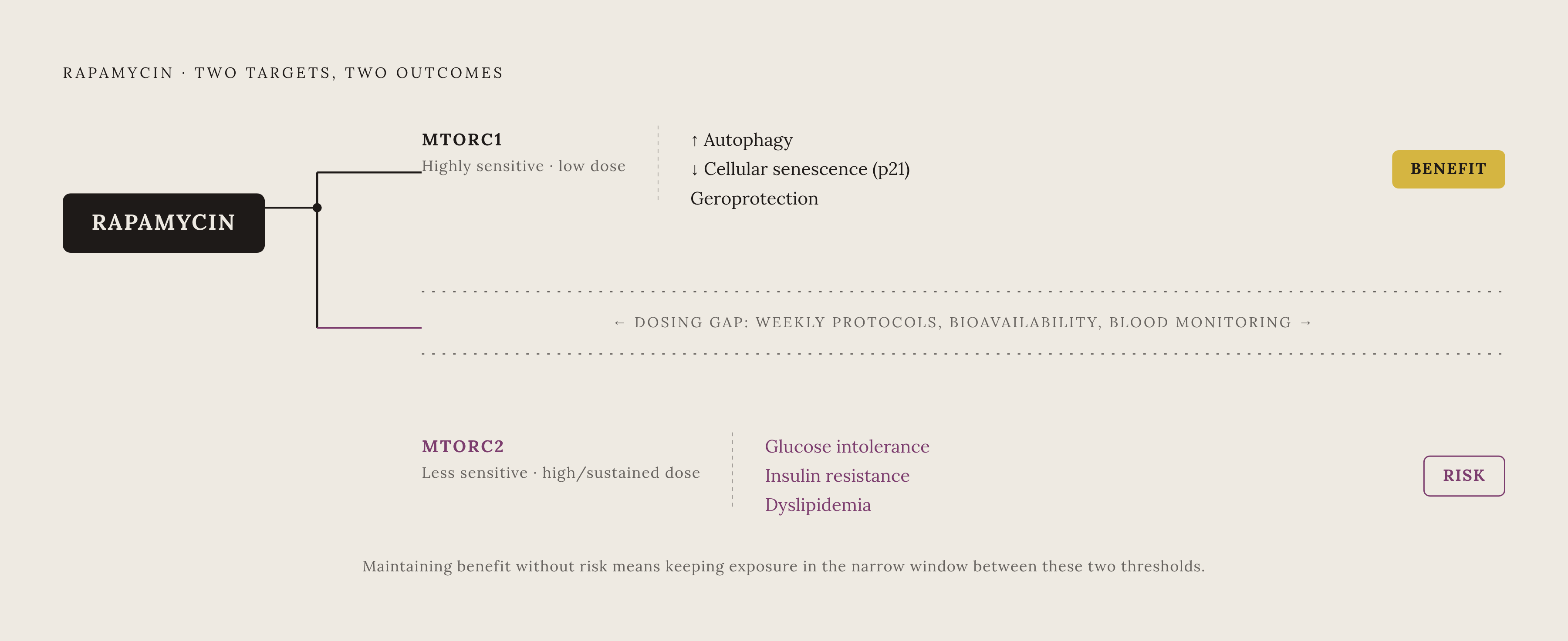 Diagram: The mTORC1/mTORC2 Split: Where Benefit and Risk Diverge. Visualizes: Illustrate how rapamycin's therapeutic benefit and its main side effect trace back to two distinct molecular targets.