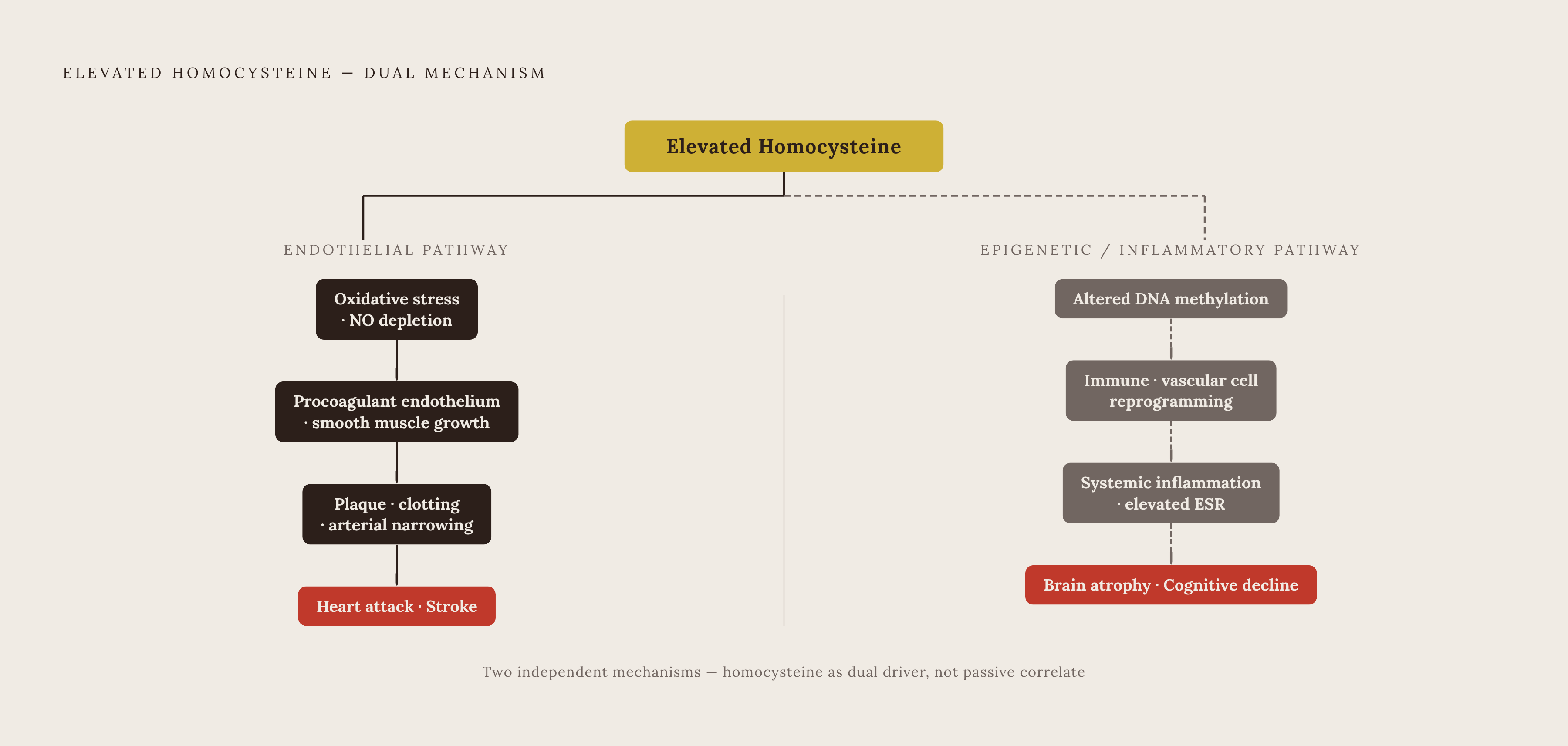 Diagram: Two Independent Pathways From Homocysteine to Organ Damage. Visualizes: Show two parallel, clearly separated causal chains flowing from a single upstream source — elevated homocysteine — to downstream organ damage.