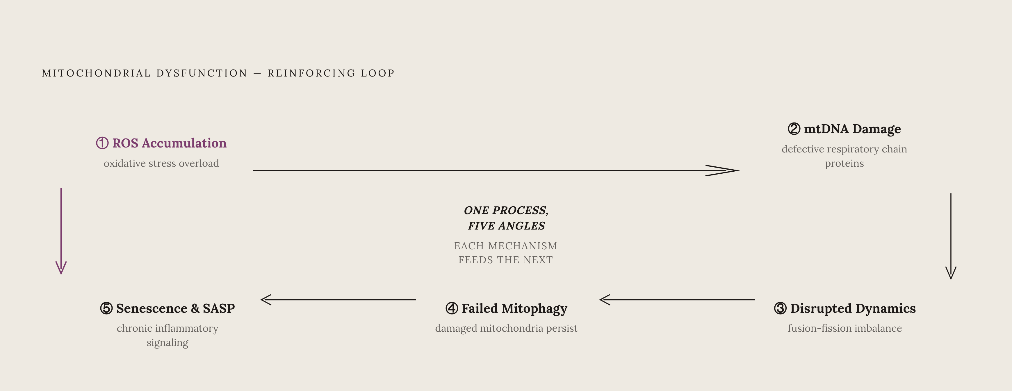 Diagram: The Five-Mechanism Feedback Loop of Mitochondrial Aging. Visualizes: Visualize a closed reinforcing loop connecting five mechanisms of mitochondrial dysfunction as described in the article: (1) ROS Accumulation → (2) mtDNA Damage → (3)…