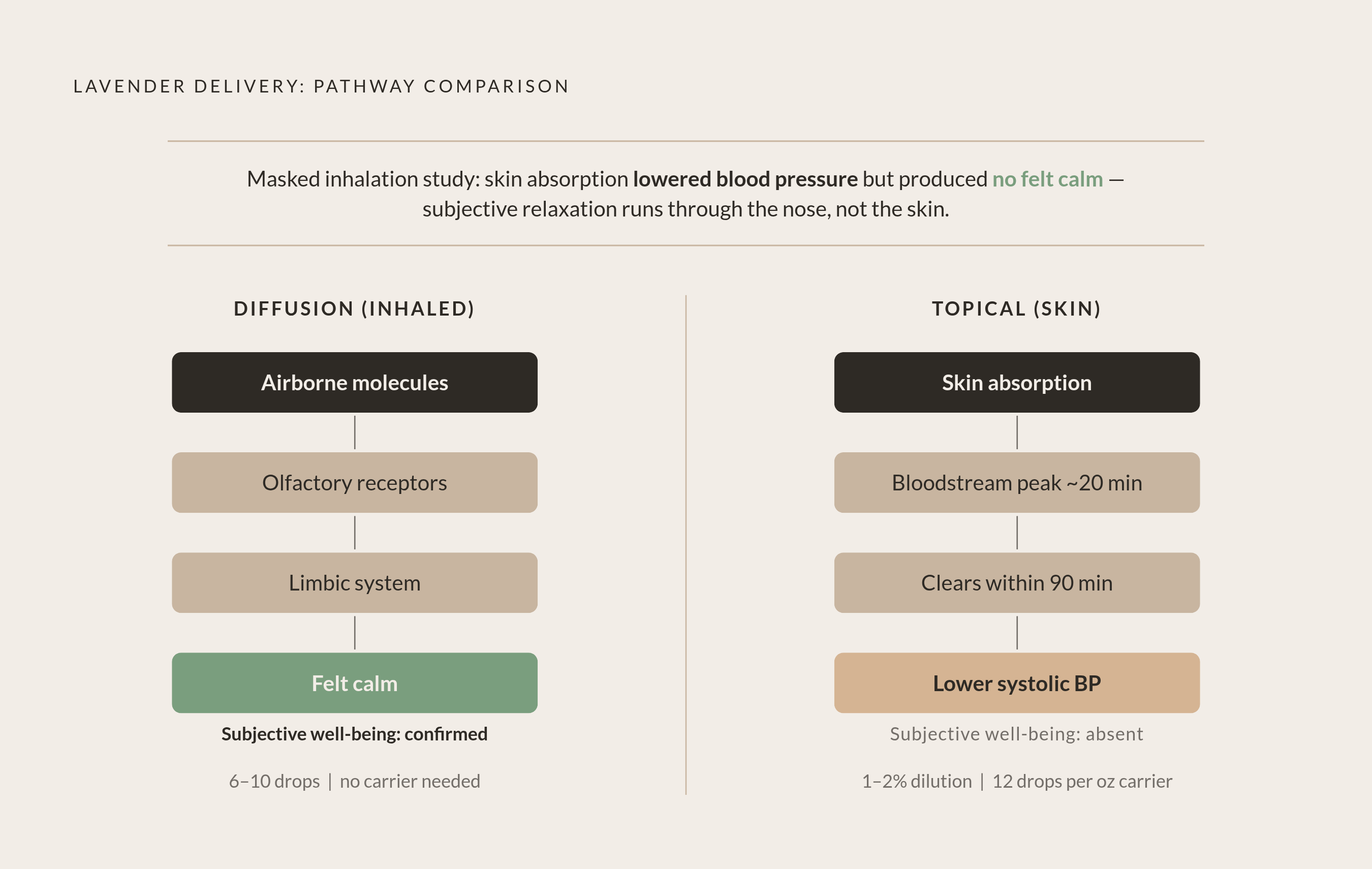 Diagram: Air vs. Skin: Two Delivery Pathways, Two Different Outcomes. Visualizes: Visualize a side-by-side comparison of the two lavender delivery pathways — diffusion (inhaled) and topical (skin absorption) — as a split flow diagram.