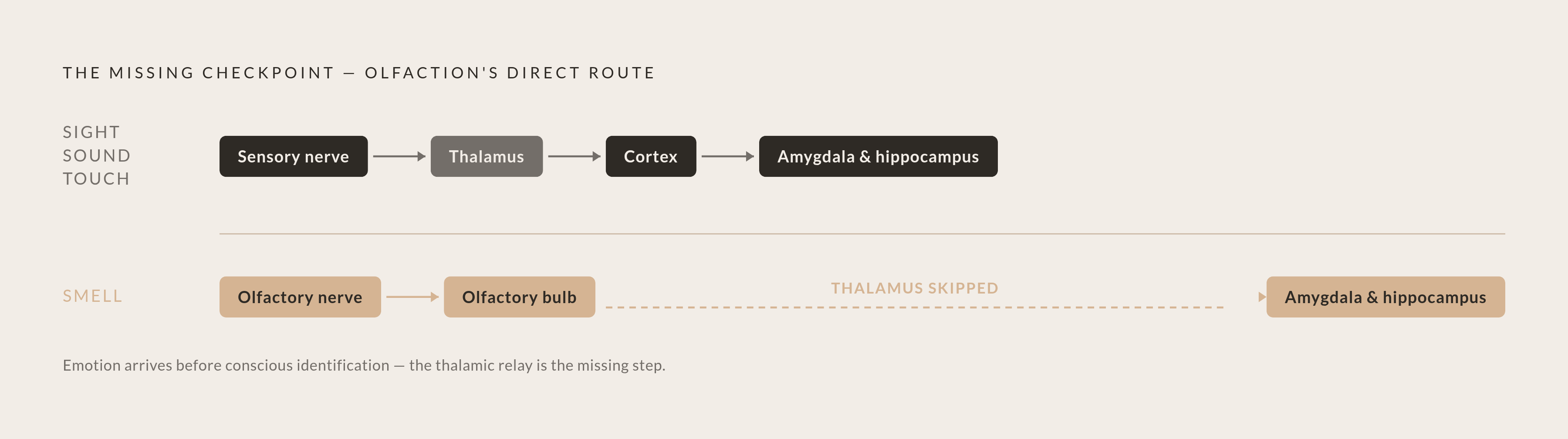 Diagram: How Smell Bypasses the Brain's Relay Station. Visualizes: Illustrate the contrast between olfaction's direct neural pathway and every other sense's filtered route.