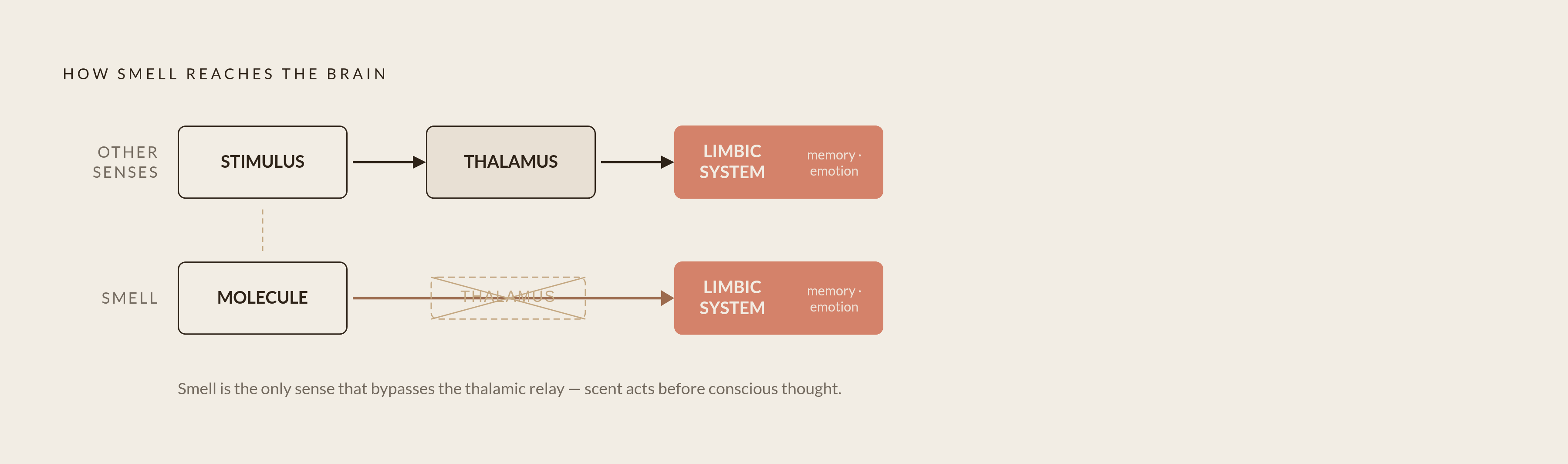 Diagram: Scent's Direct Path to the Brain. Visualizes: Visualize the contrast between how smell reaches the brain versus every other sense.