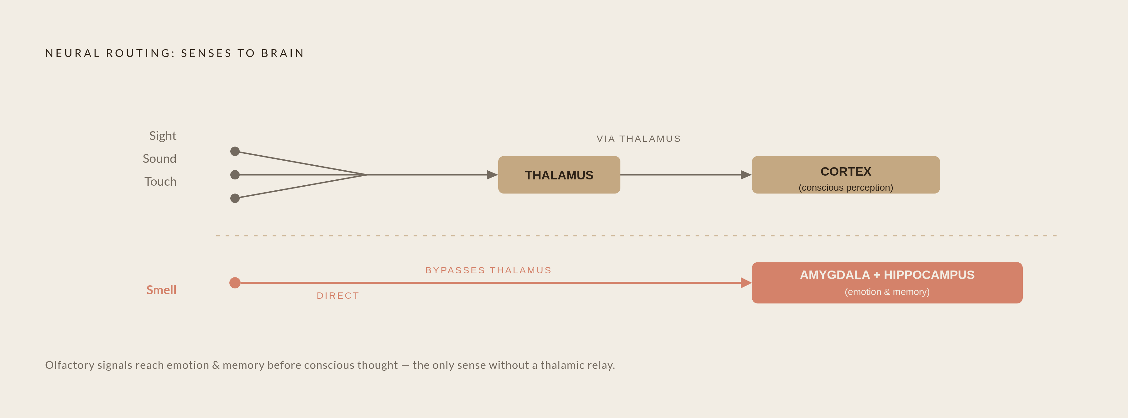 Diagram: Why Smell Bypasses the Brain's Relay Station. Visualizes: Illustrate the contrast between how sight/sound/touch reach the brain versus how smell does.