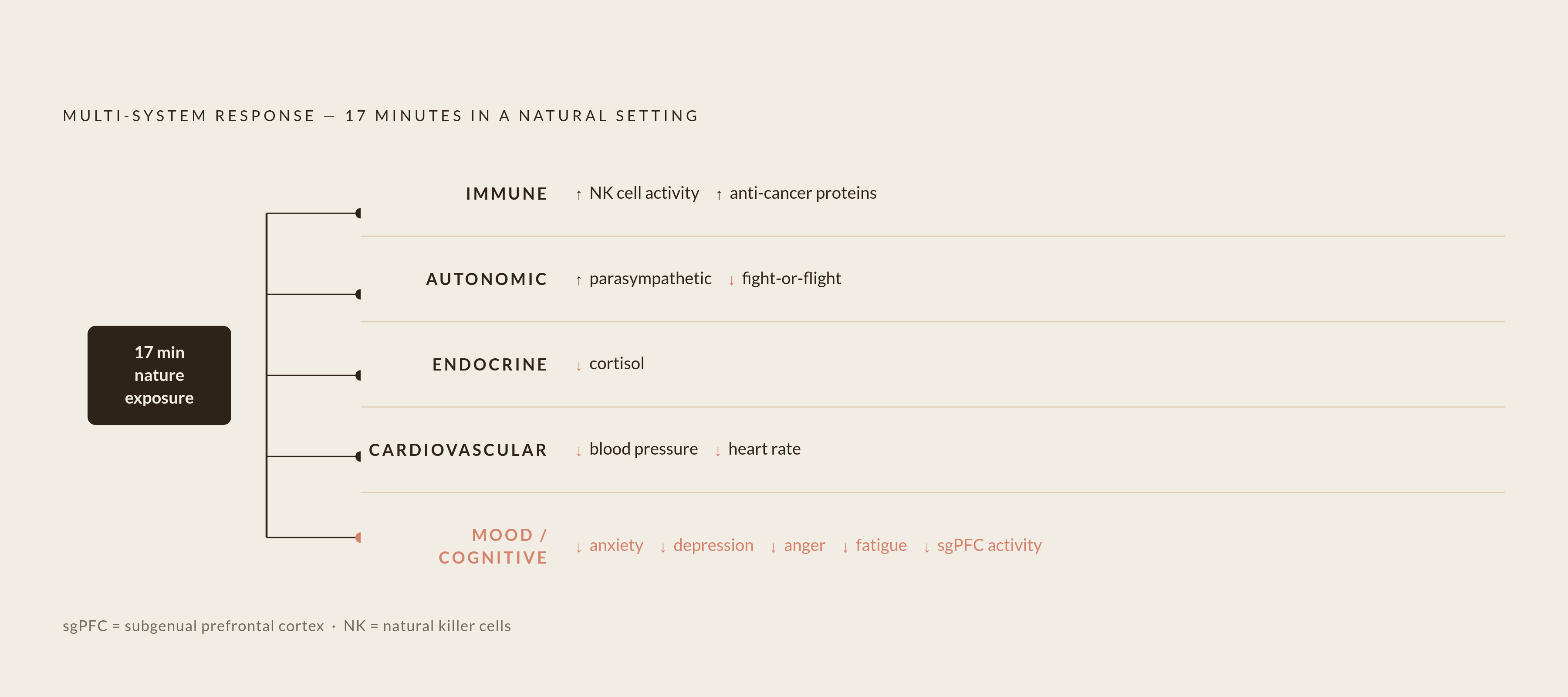 Diagram: What 17 Minutes in a Forest Does to Your Body. Visualizes: Visualize the simultaneous multi-system effects documented in forest bathing research, to show that the outcome is not a single benefit but a cascade across distinct biological…