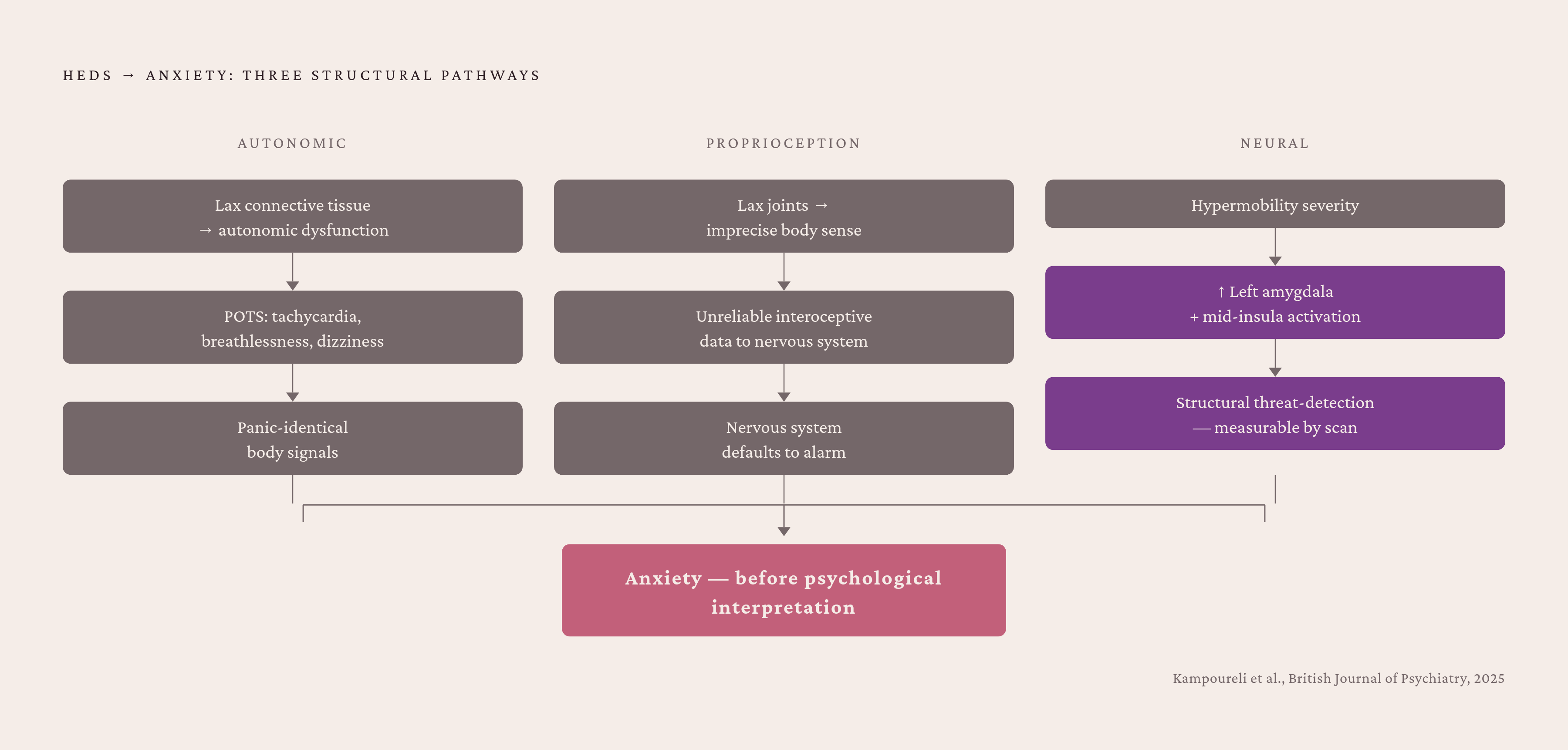 Diagram: Three Biological Pathways From EDS to Anxiety. Visualizes: Illustrate three distinct physiological pathways through which hypermobile EDS directly produces anxiety, before any psychological interpretation occurs.