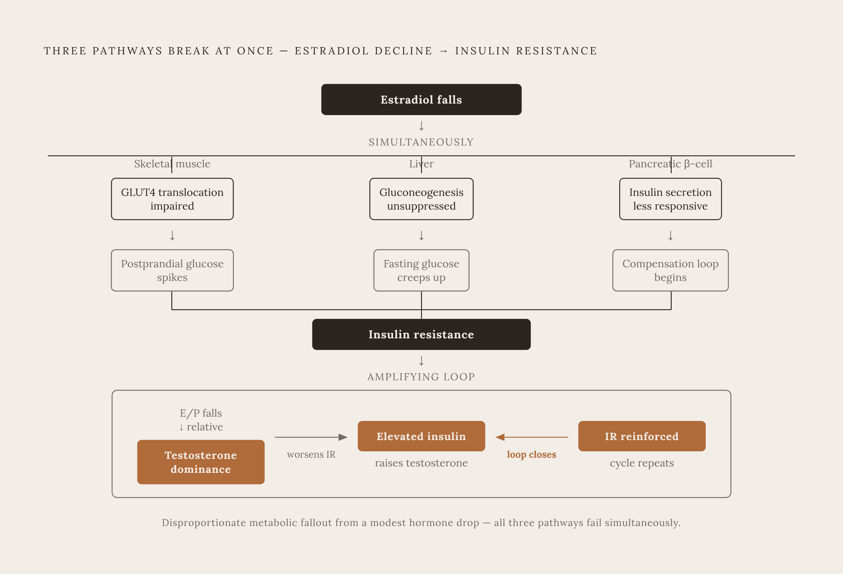 Diagram: How Estradiol Decline Breaks Glucose Regulation Through Multiple Simultaneous Pathways. Visualizes: Show a multi-pathway cascade illustrating how falling estradiol triggers insulin resistance simultaneously through distinct mechanisms.