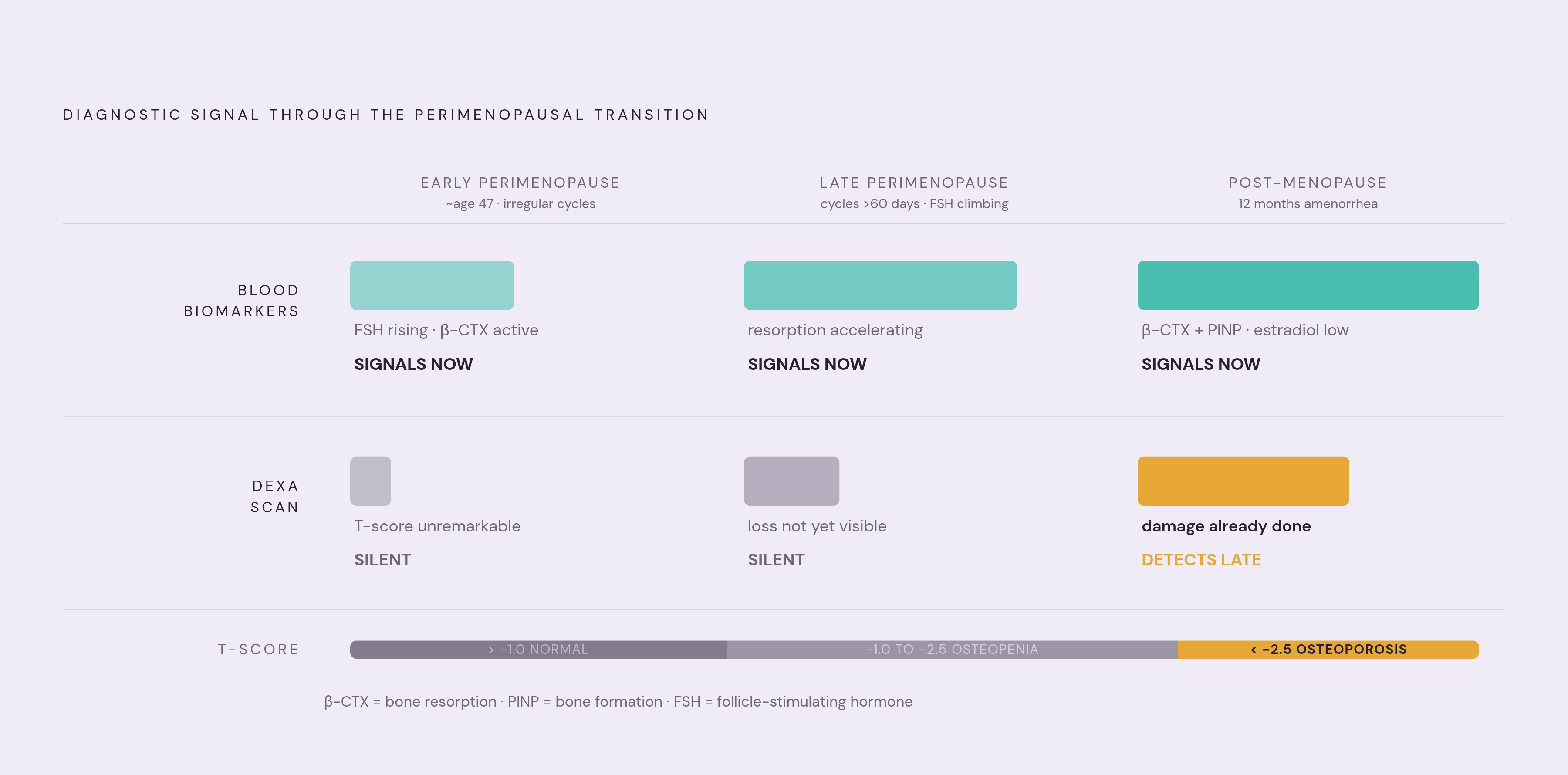 Diagram: Two Tools, Two Questions, One Timeline. Visualizes: Show how DEXA scans and blood biomarkers (BTMs + hormone markers) operate on different timelines during the perimenopausal transition, answering fundamentally different questions.