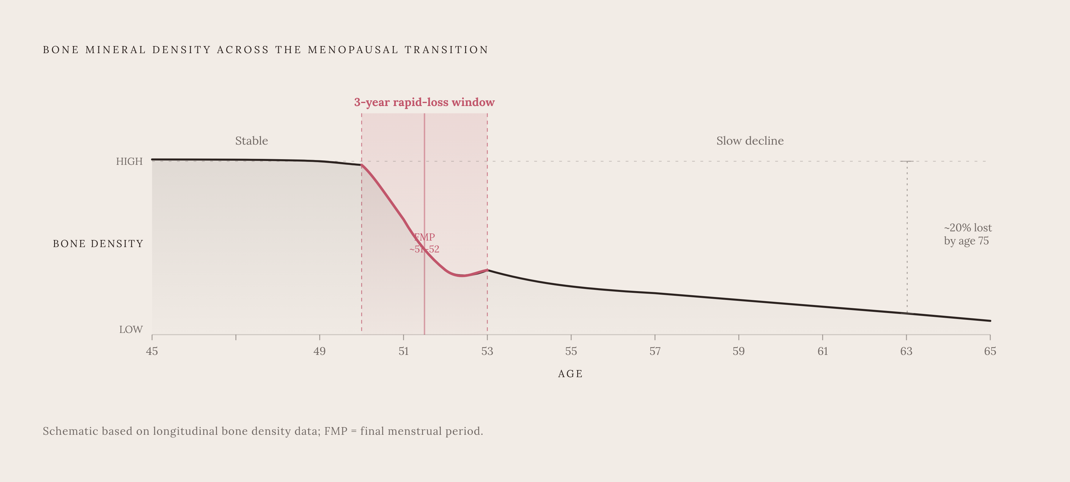 Diagram: The Bone-Loss Window: A Sharp Spike, Not a Slow Slide. Visualizes: Visualize the trajectory of bone density loss across the menopausal transition as a time-based curve, showing three distinct phases: a stable plateau before perimenopause…