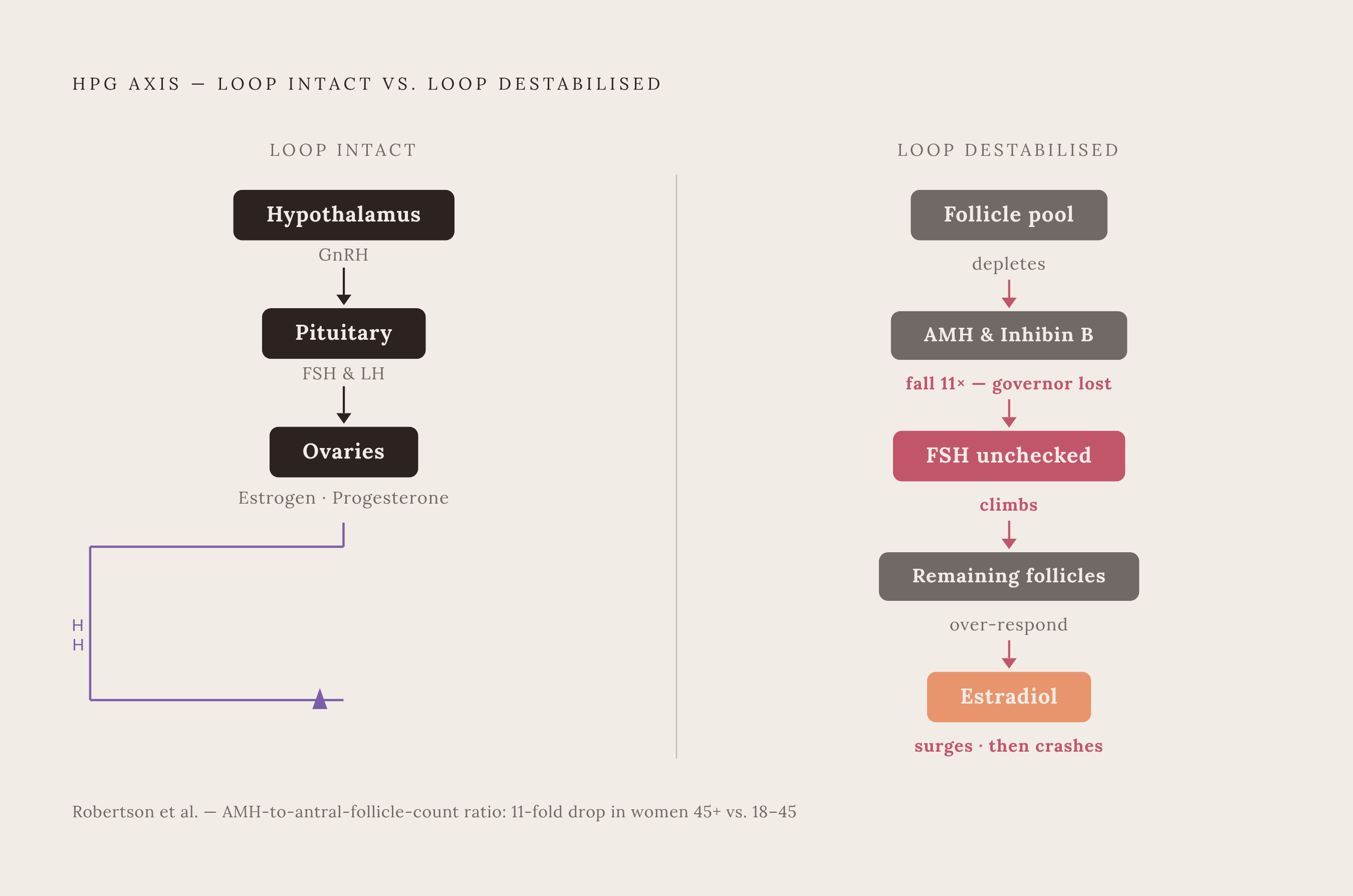 Diagram: The HPG Feedback Loop and Where It Breaks Down. Visualizes: Illustrate the hypothalamic-pituitary-gonadal (HPG) axis as a closed feedback loop with three nodes: hypothalamus → pituitary → ovaries, and a return suppression arrow from…