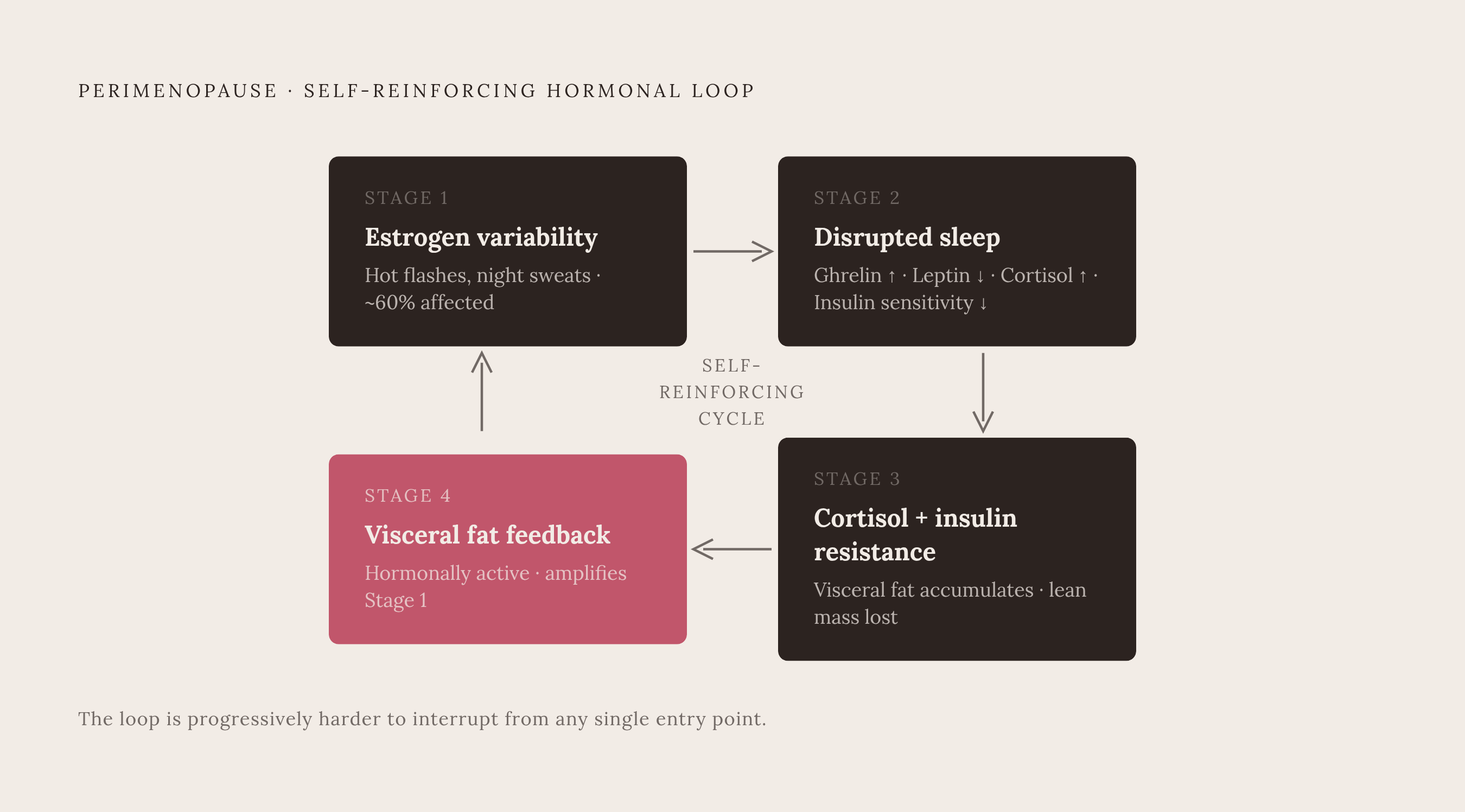 Diagram: How Estrogen Loss Triggers a Visceral Fat Feedback Loop. Visualizes: Illustrate a circular feedback loop with four linked stages showing how perimenopausal hormonal changes compound each other into a daily cycle.