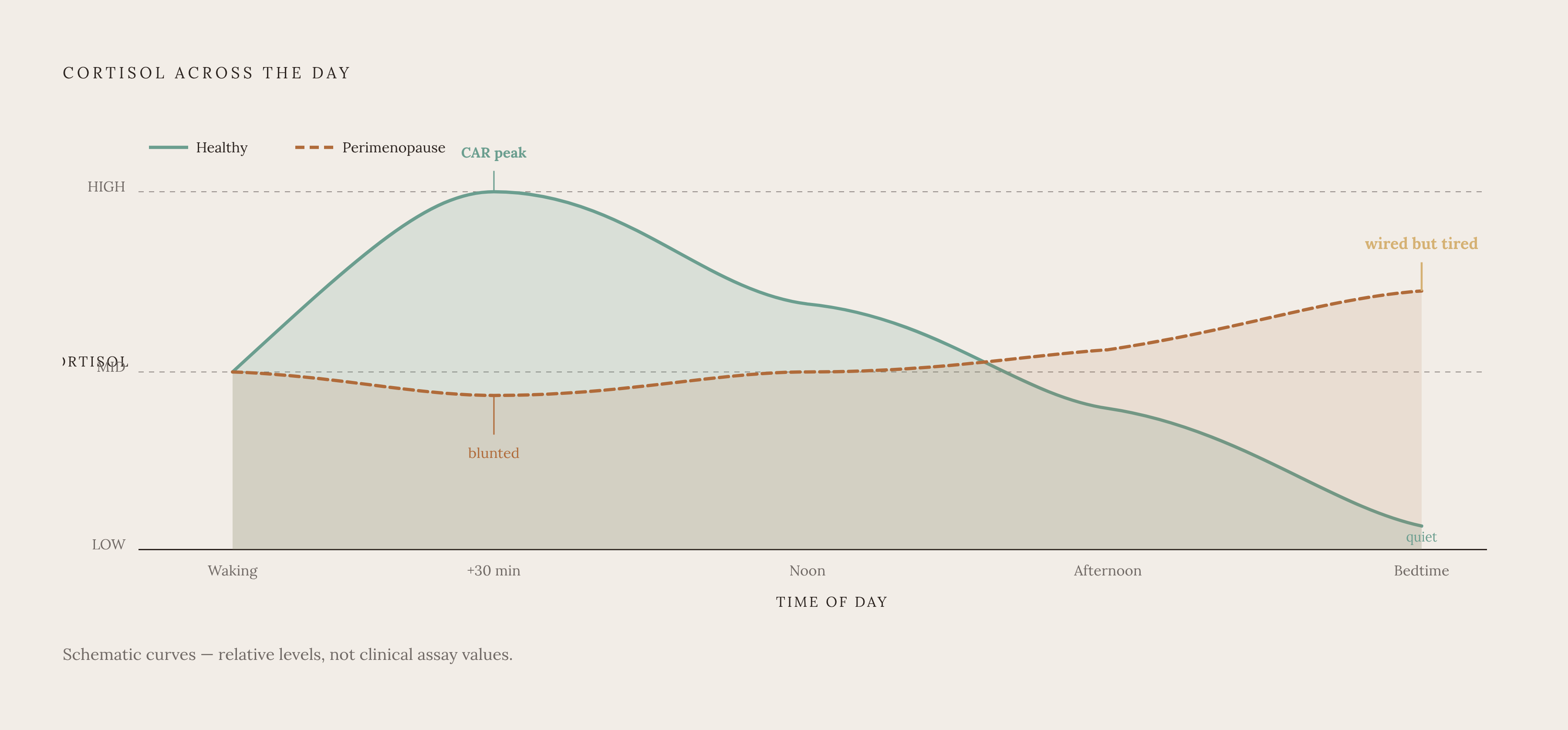 Diagram: The Disrupted Cortisol Curve: Morning Blunted, Evening Elevated. Visualizes: Visualize the contrast between a healthy daily cortisol curve and a perimenopausal disrupted curve across five key timepoints: waking, +30 min (cortisol awakening…