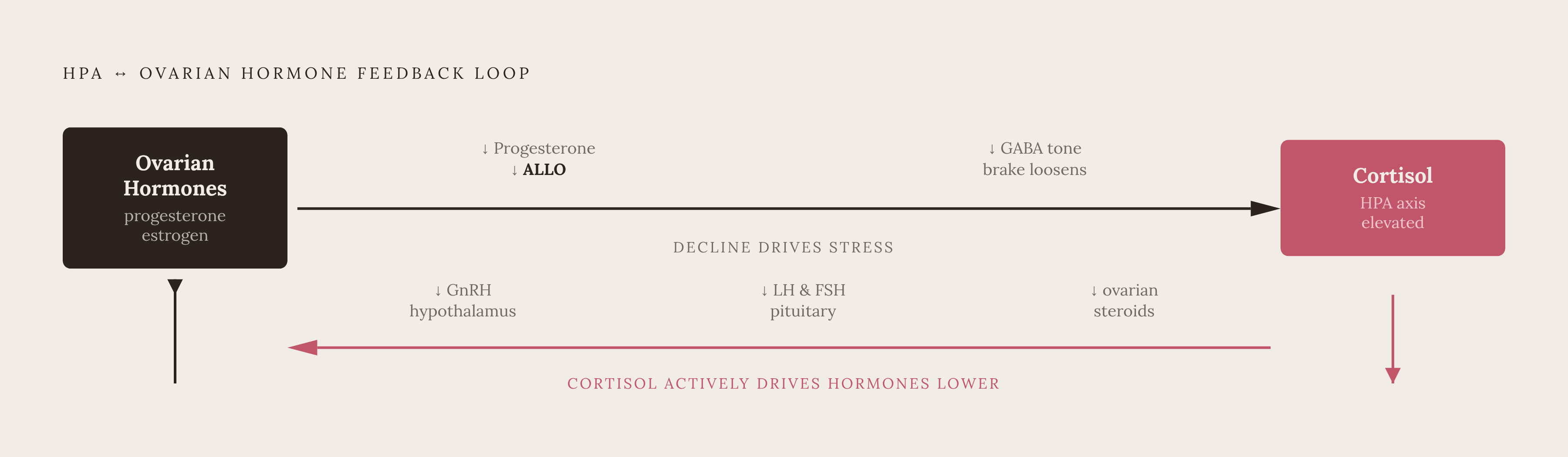 Diagram: The HPA–HPG Bidirectional Loop. Visualizes: Visualize a two-way feedback loop between declining ovarian hormones and the HPA stress-response system.
