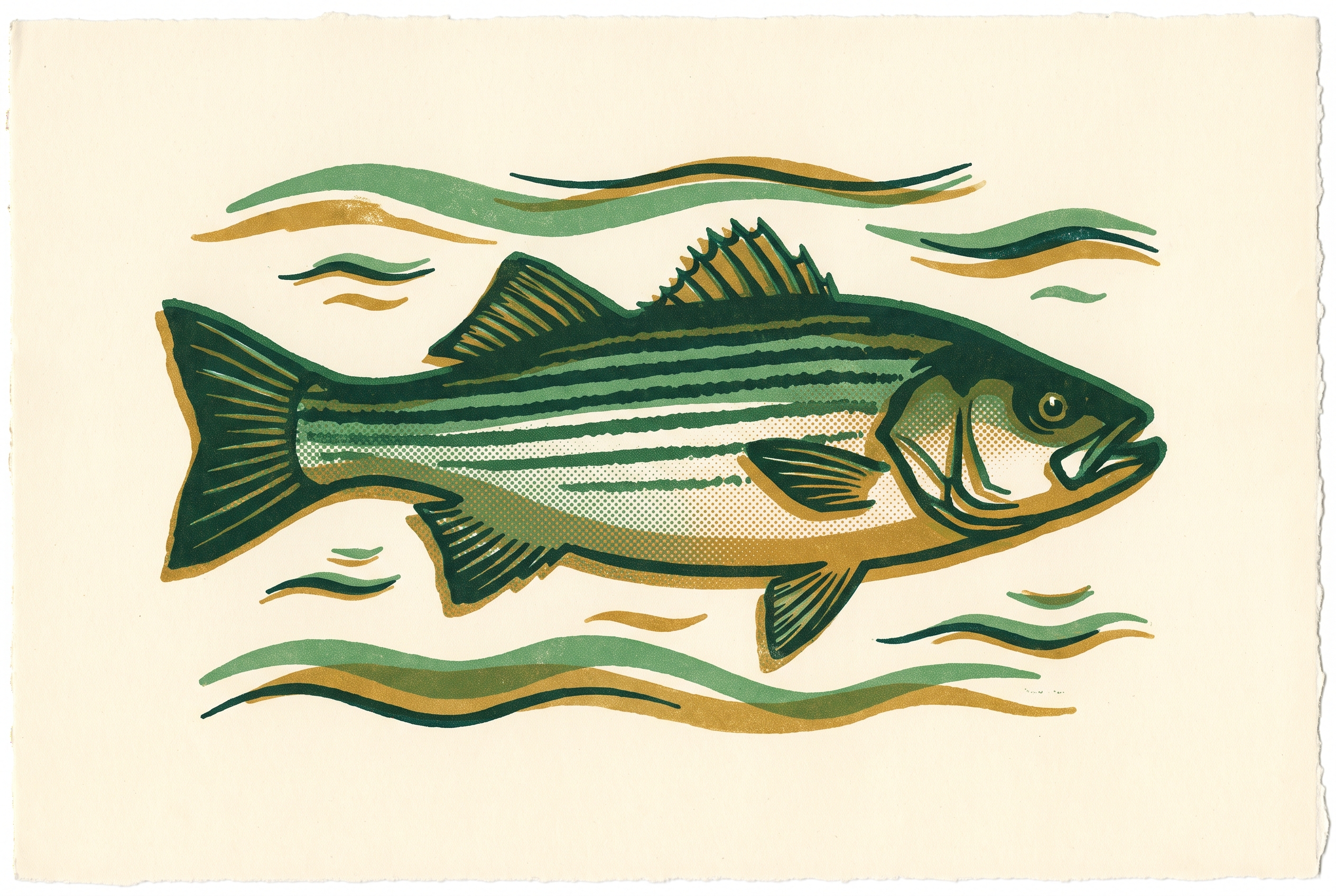 Cover illustration for “ASMFC Striped Bass Management Plan Explained”