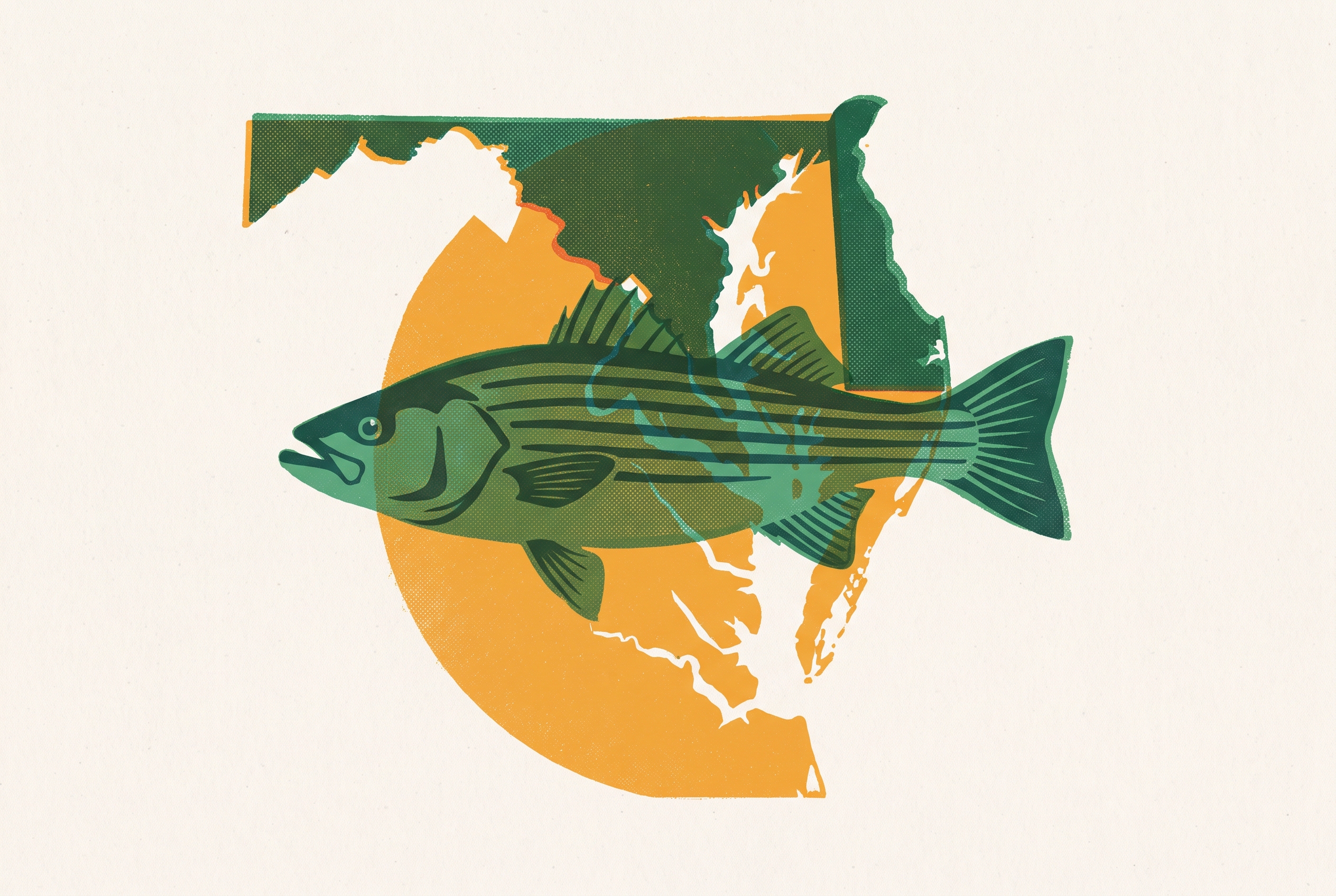 Cover illustration for “Chesapeake Bay Rockfish Season Dates by State”