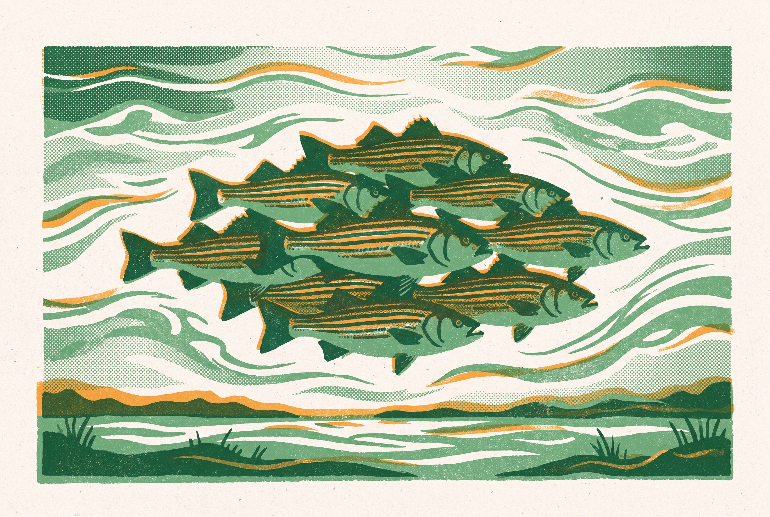 Cover illustration for “Fall Striper Migration in the Chesapeake”