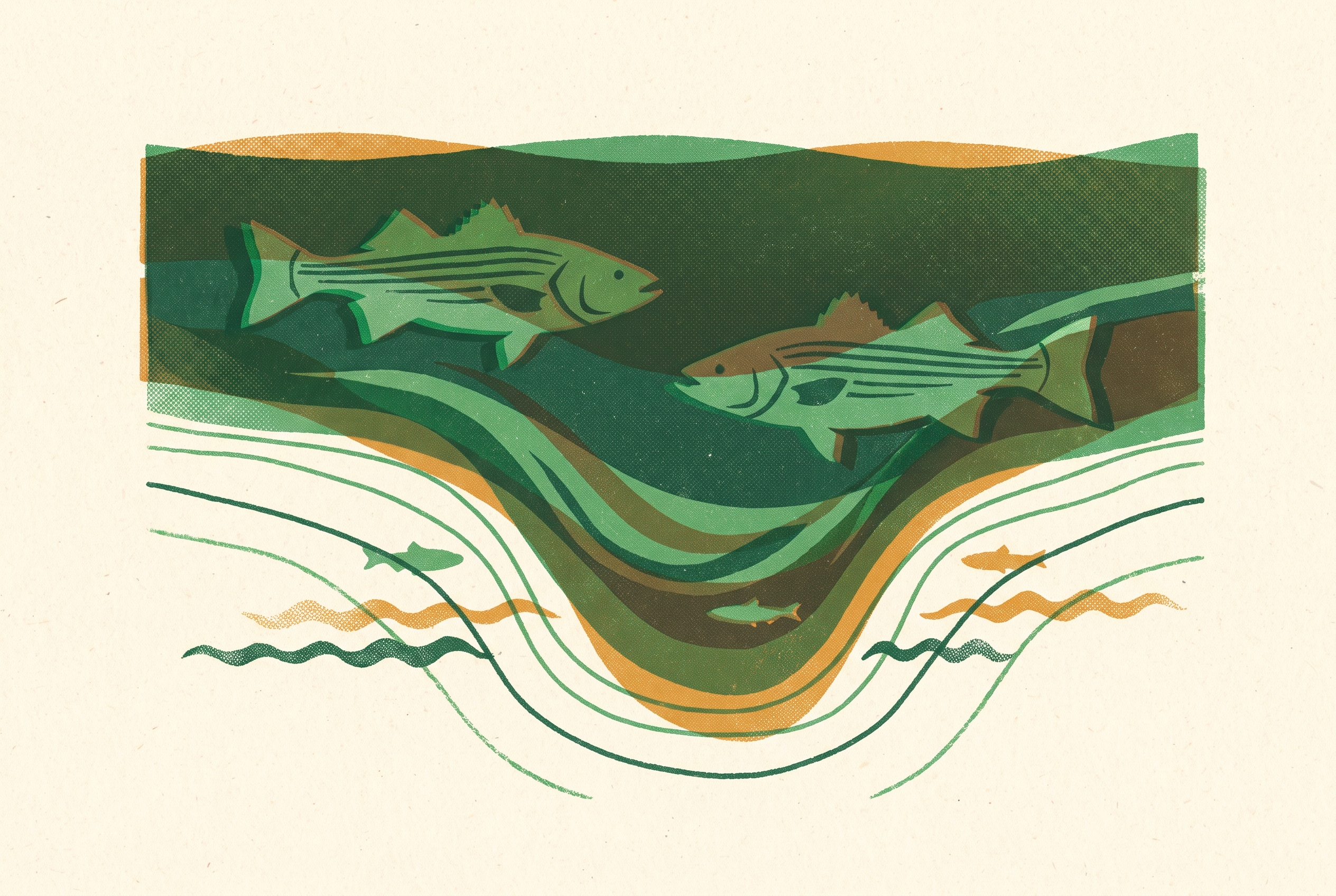 Cover illustration for “Summer Rockfish Locations in Deep Bay Channels”