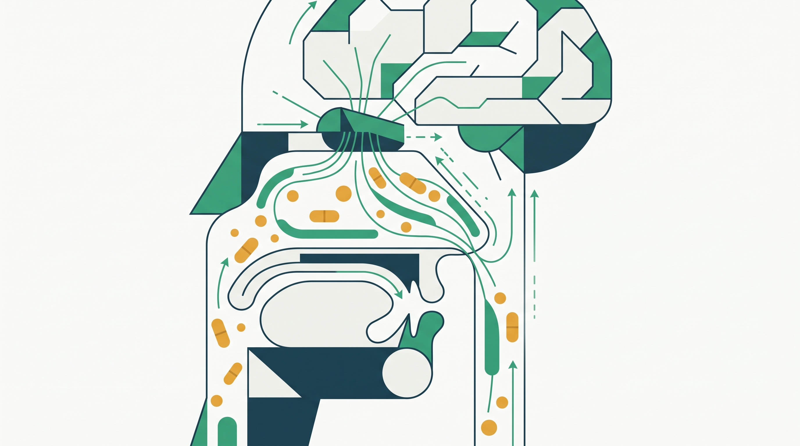 Cover illustration for “Olfactory Pathway Anatomy and Drug Transport Mechanisms”