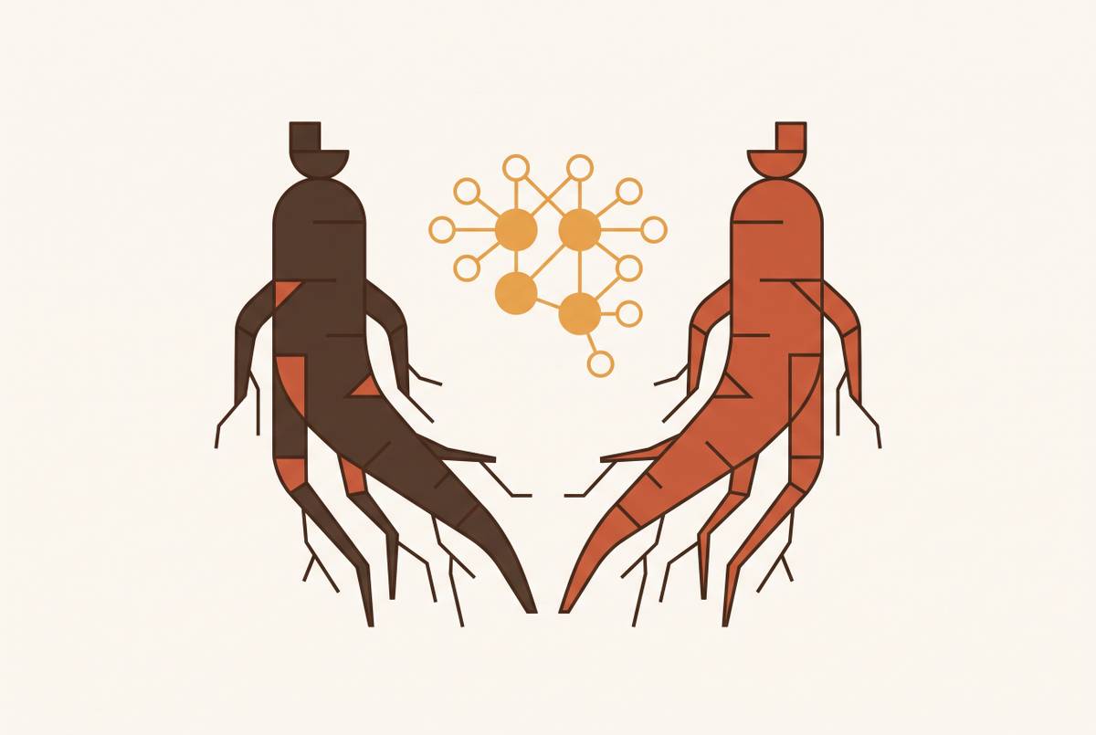 Cover illustration for “Panax Ginseng Cognitive Effects Compared to American Ginseng”