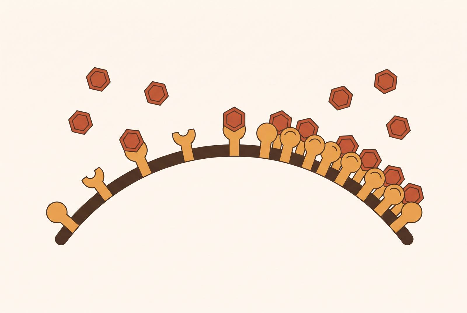 Cover illustration for “Caffeine Tolerance Development and Receptor Upregulation”