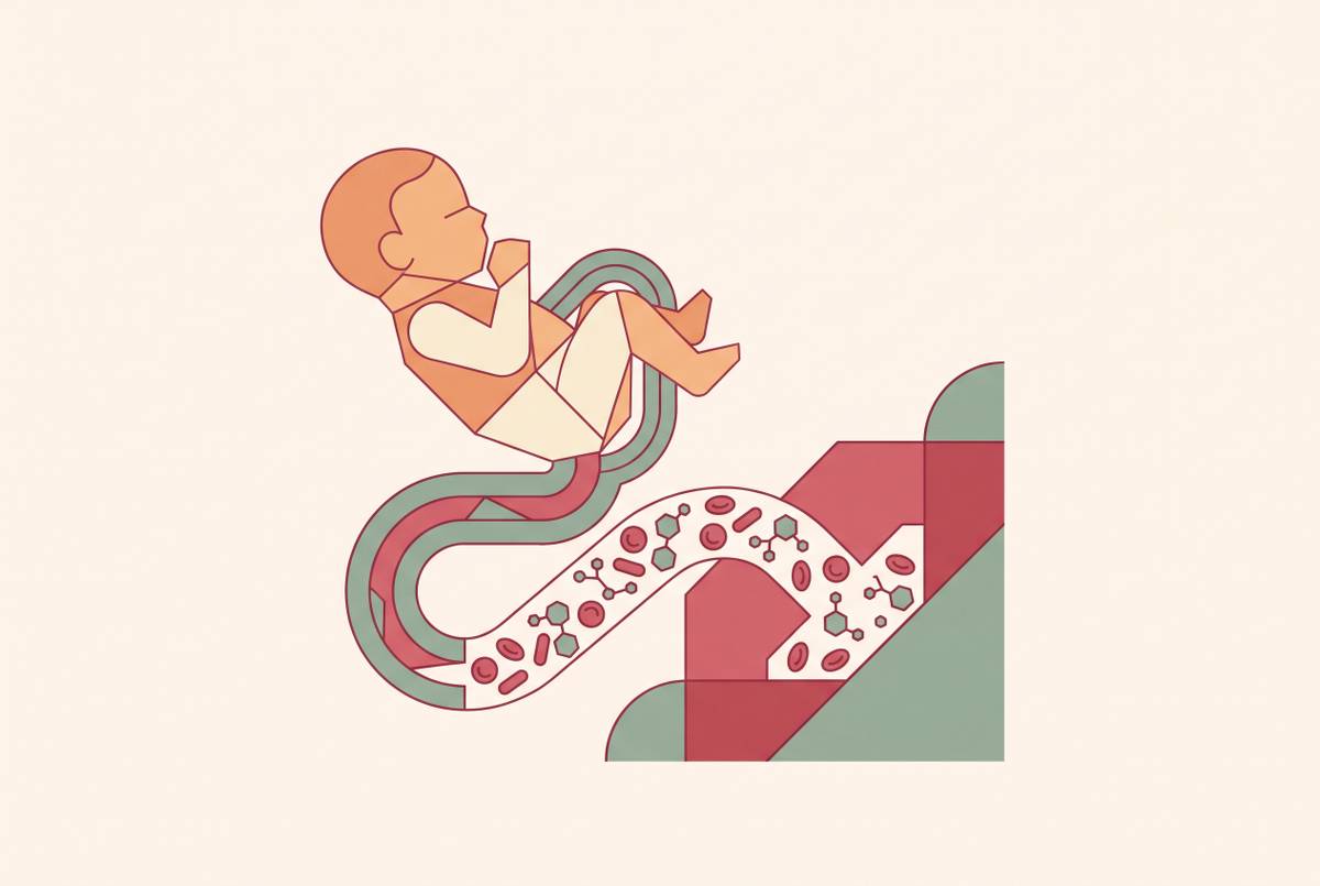 Cover illustration for “Neonatal Iron Transfer Physiology During Cord Clamping”
