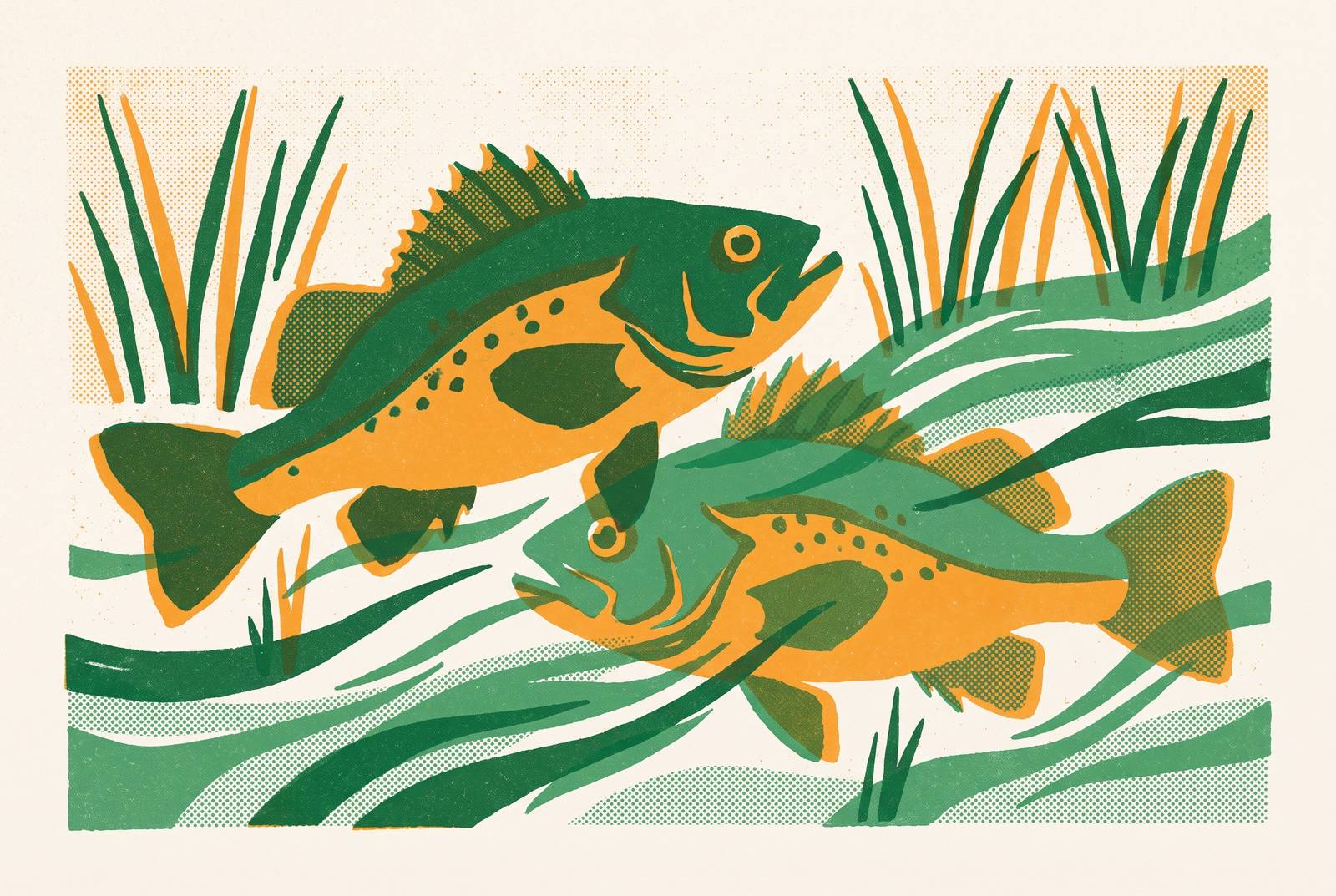 Cover illustration for “Chesapeake Bay Rockfish Spawning Run Timing”