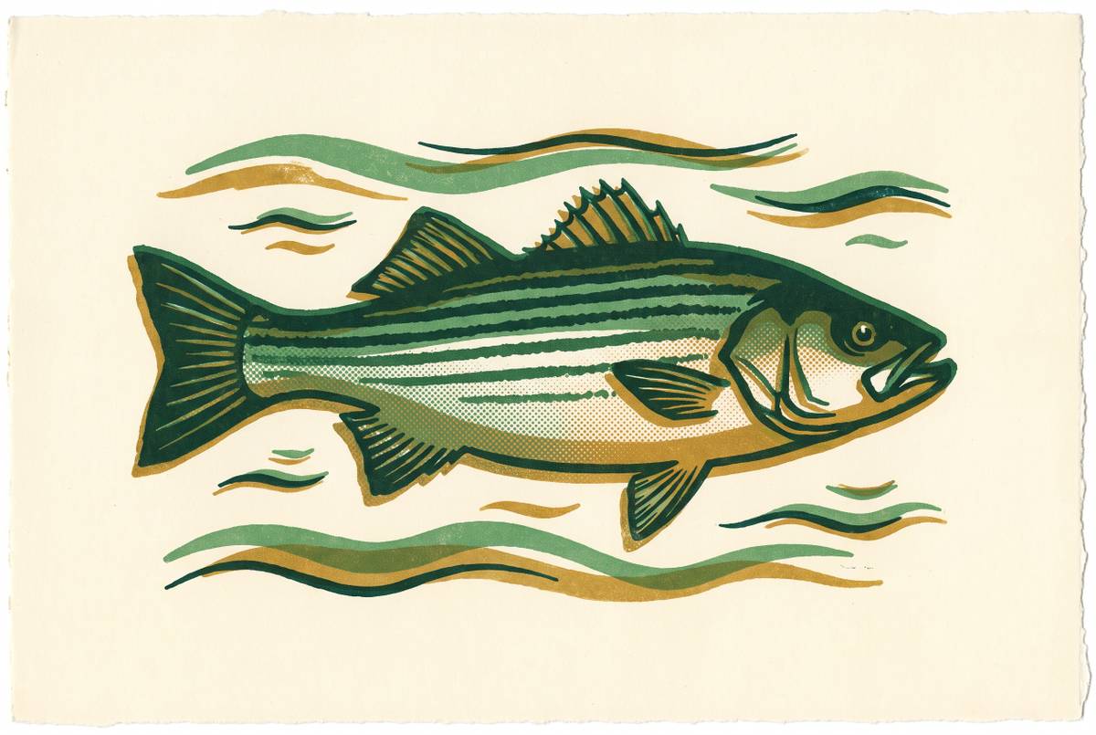 Cover illustration for “ASMFC Striped Bass Management Plan Explained”