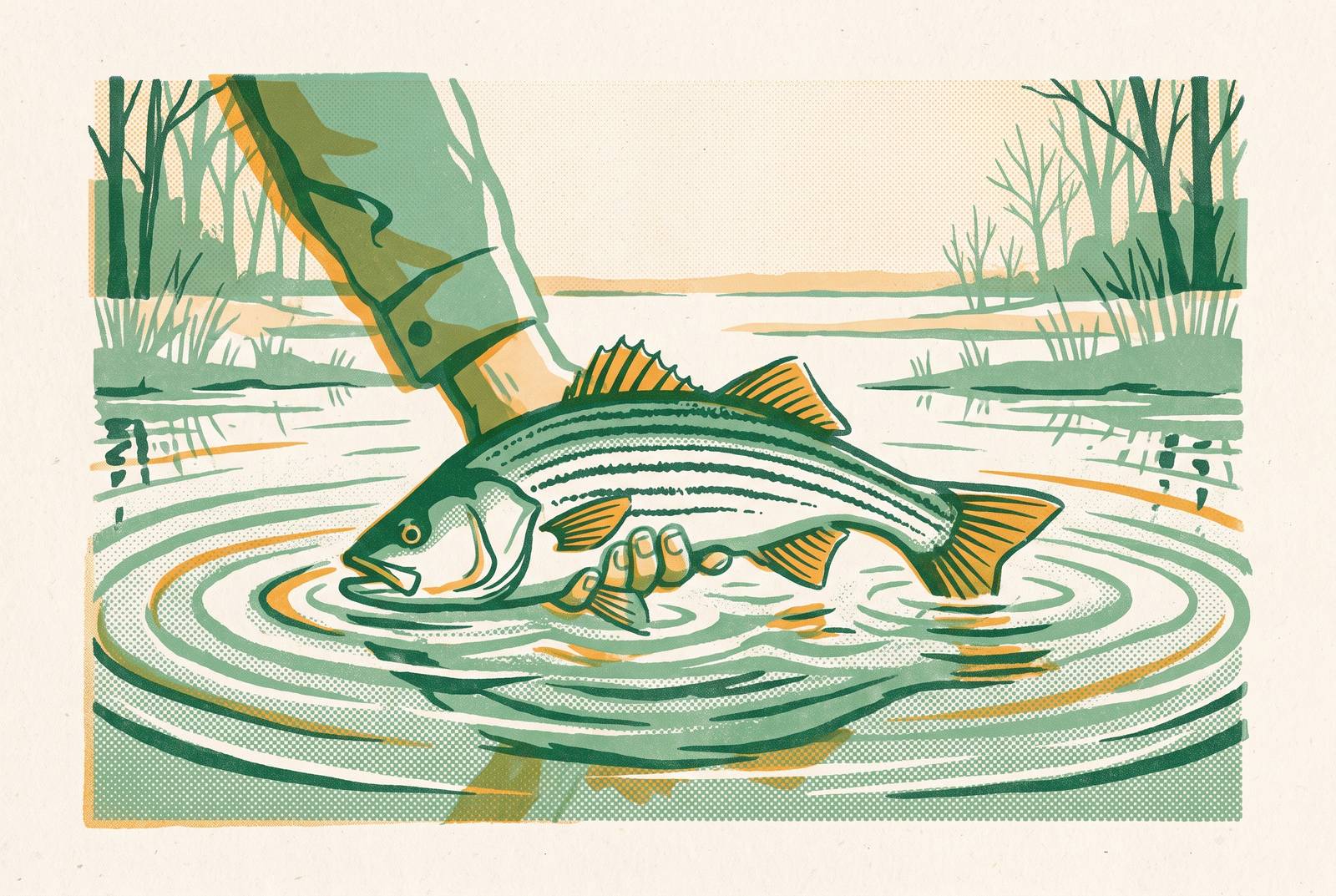 Cover illustration for “Winter Catch-and-Release Rockfish Season Rules”