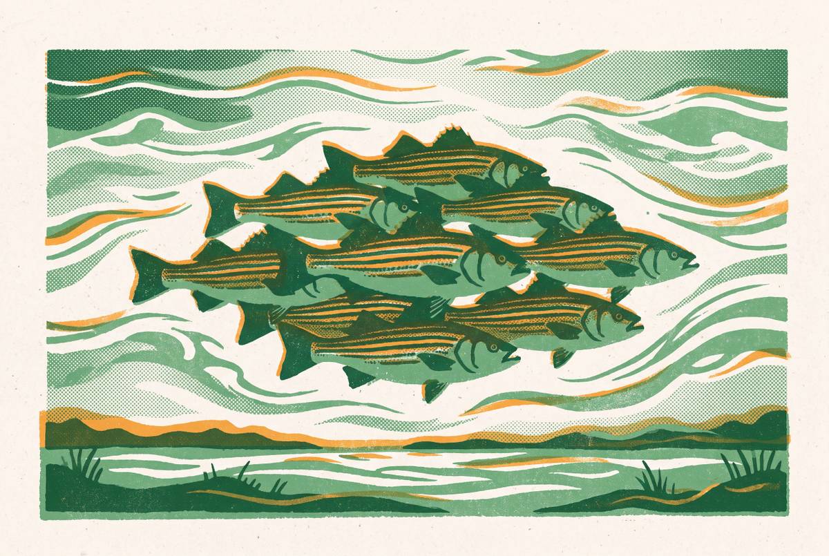 Cover illustration for “Fall Striper Migration in the Chesapeake”