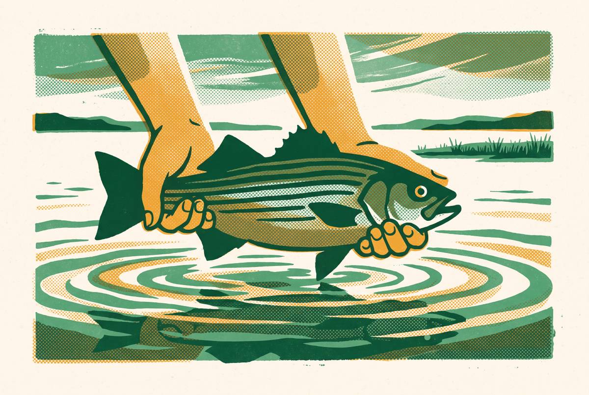 Cover illustration for “Chesapeake Bay Rockfish Catch-and-Release Best Practices”