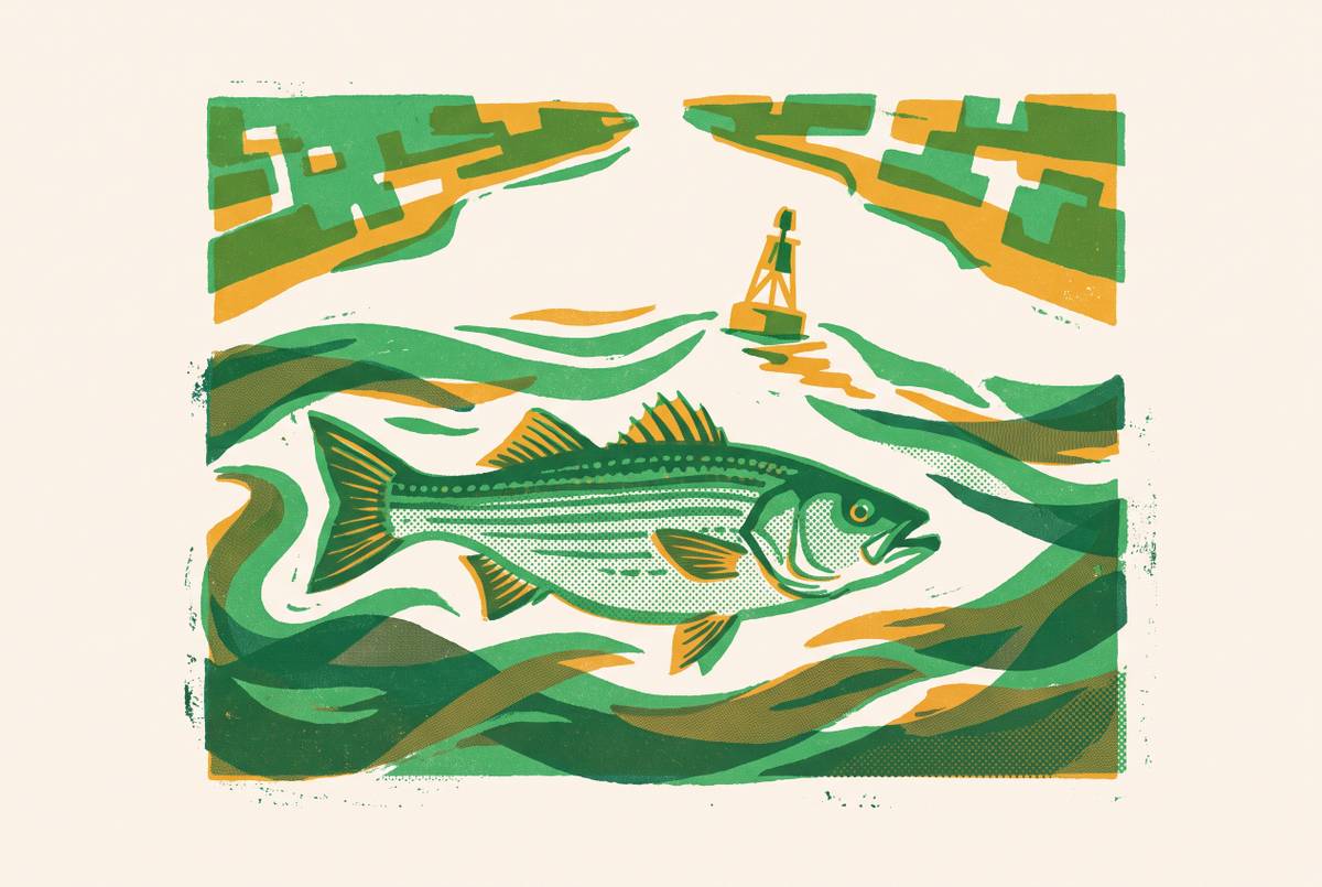Cover illustration for “Federal Waters Striper Rules Near the Bay Mouth”