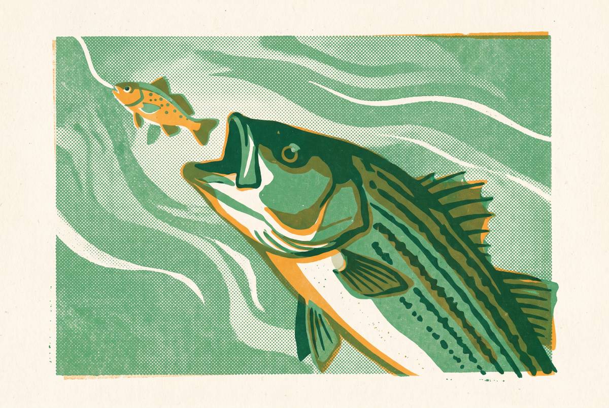 Cover illustration for “Live Lining Spot for Big Chesapeake Stripers”