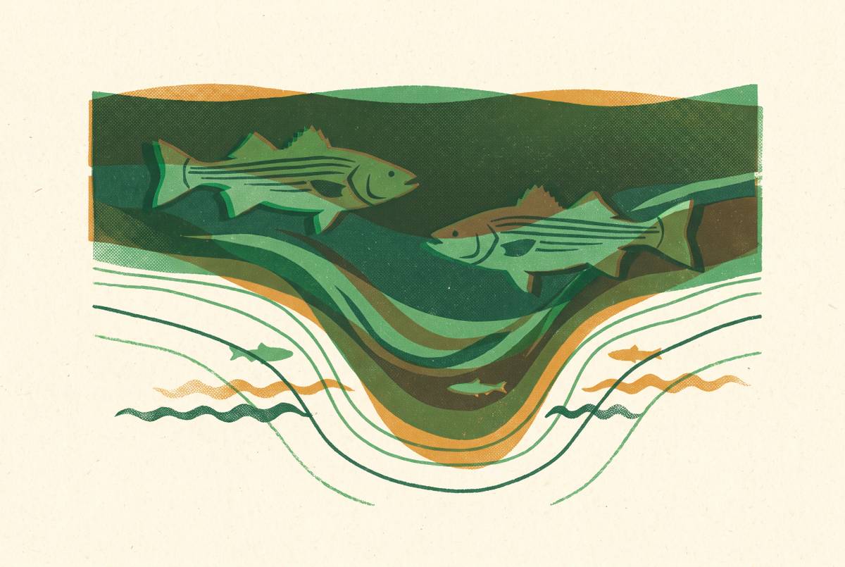 Cover illustration for “Summer Rockfish Locations in Deep Bay Channels”