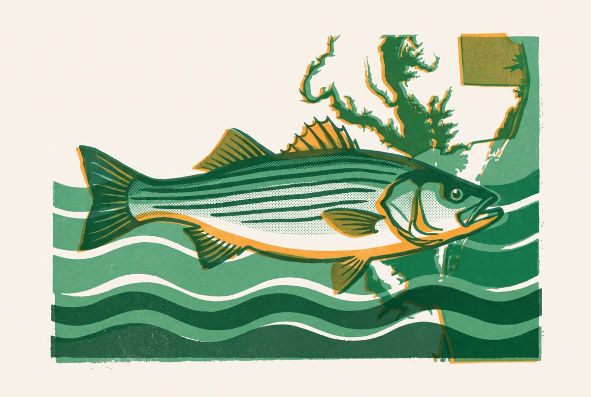 Cover illustration for “Chesapeake Bay Fishing License Requirements by State”