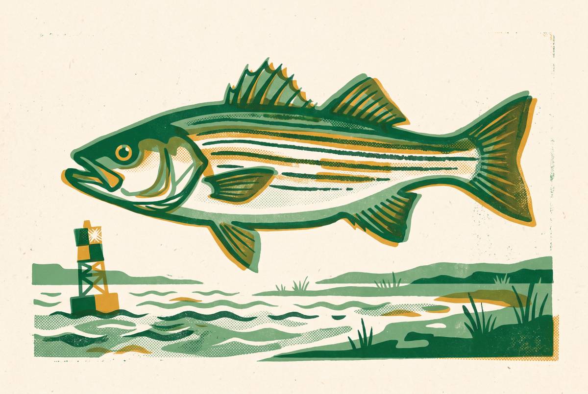 Cover illustration for “Virginia Striped Bass Regulations on the Chesapeake”