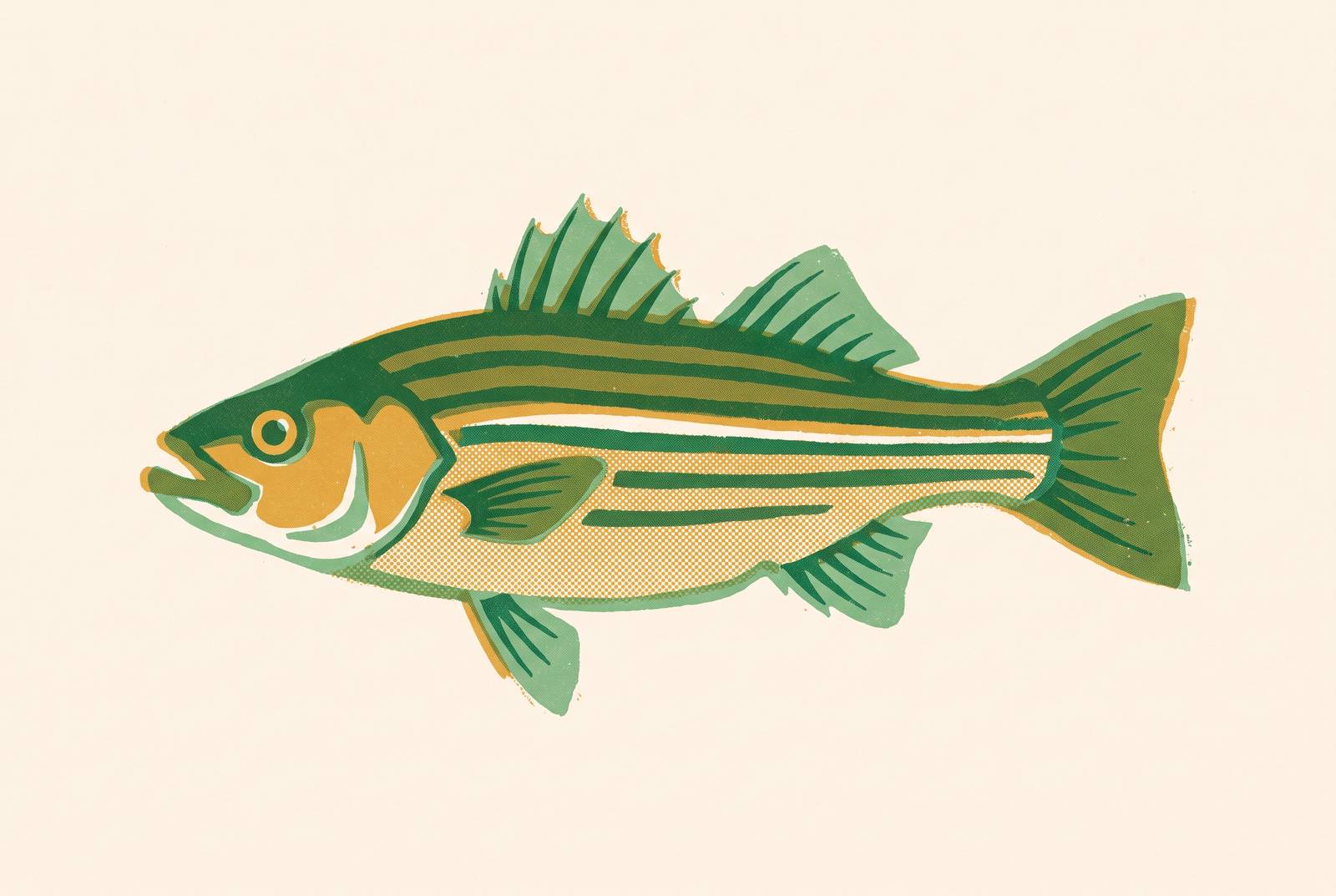 Cover illustration for “Maryland Rockfish Size and Bag Limits for the Current Year”