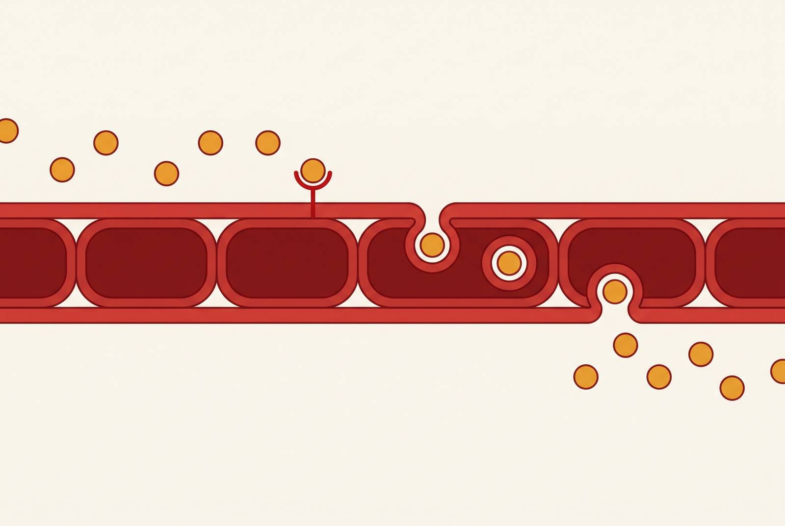 Cover illustration for “Receptor-Mediated Transcytosis Across the Blood-Brain Barrier”