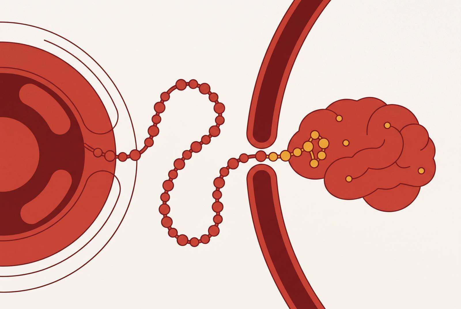 Cover illustration for “Volume of Distribution and CNS Penetration for Therapeutic Peptides”
