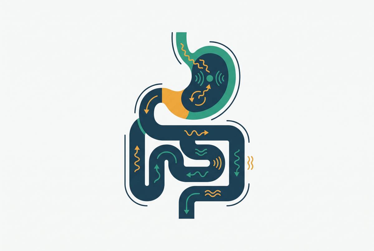 Cover illustration for “GLP-1 Gastrointestinal Mechanisms Behind Nausea and Diarrhea”