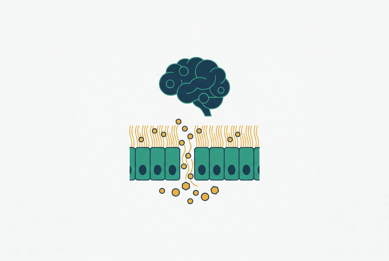 Cover illustration for “Nasal Epithelium Barriers to CNS Drug Delivery”