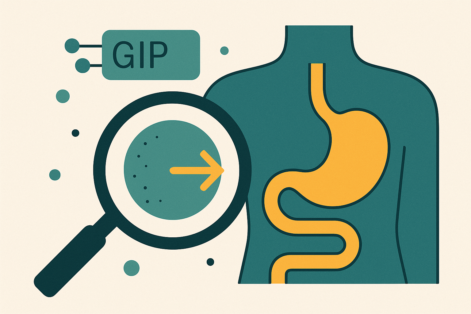 Cover illustration for “GIP Mechanism of Action in Weight Loss”