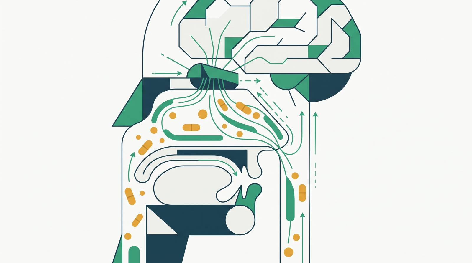 Cover illustration for “Olfactory Pathway Anatomy and Drug Transport Mechanisms”