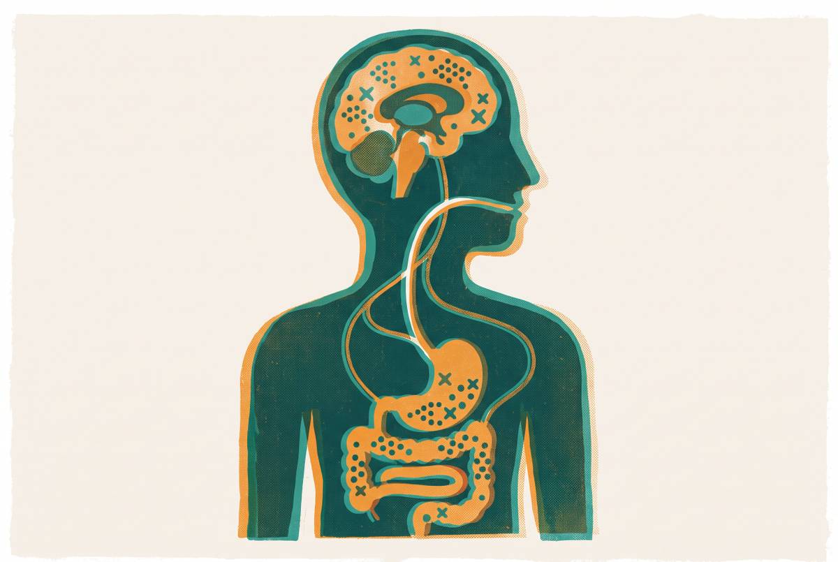 Cover illustration for “GLP-1 Receptor Distribution in the Brain and Gut”