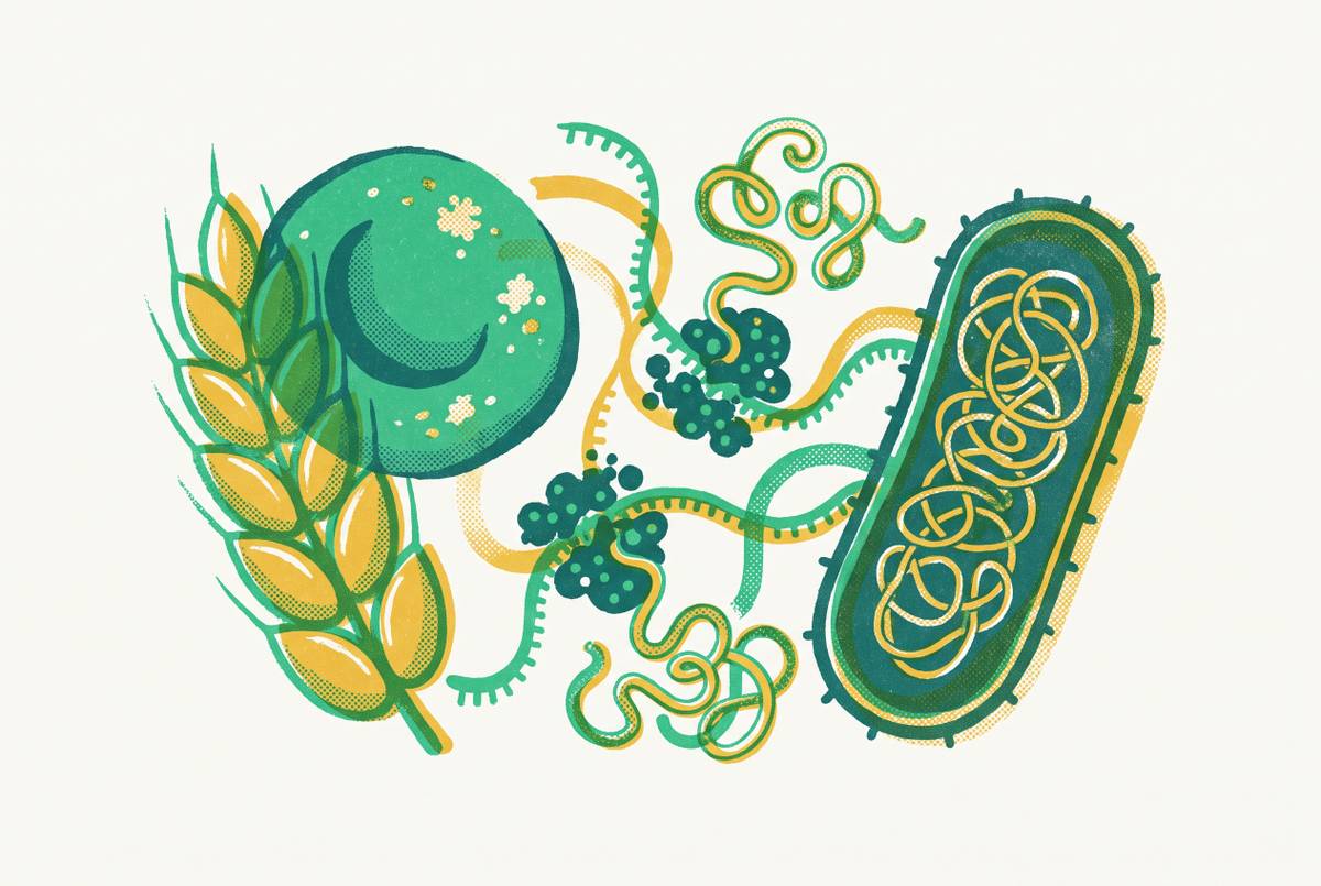 Cover illustration for “Wheat Germ and Rabbit Reticulocyte Systems vs. Bacterial CFPS”