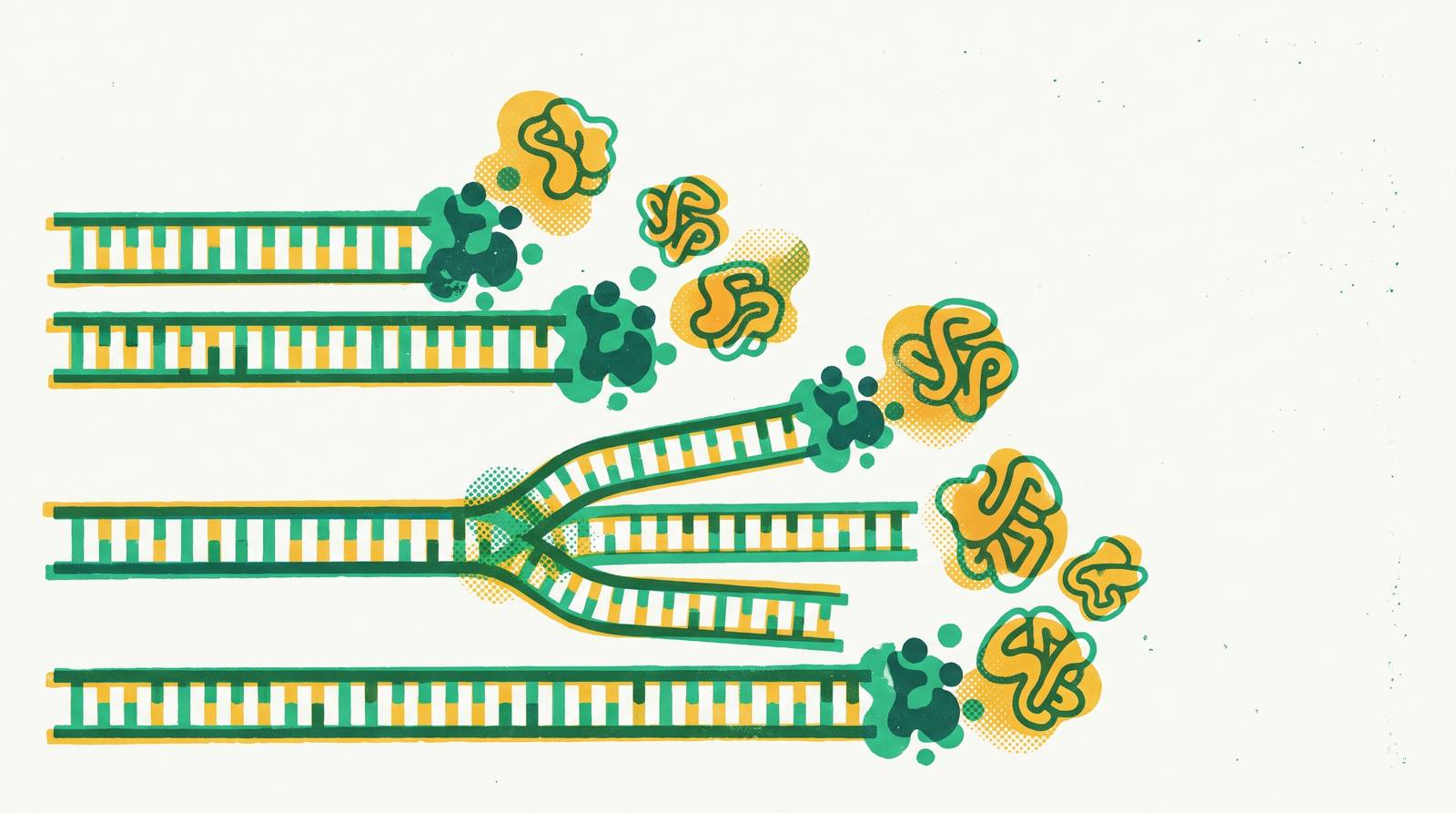 Cover illustration for “Linear DNA Templates for Rapid CFPS Variant Generation”